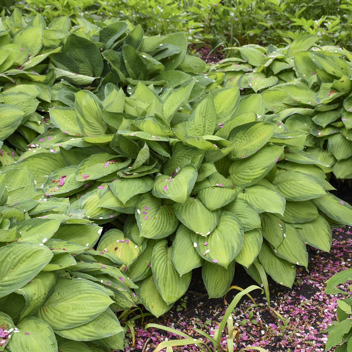 Hosta x 'Gold Standard'