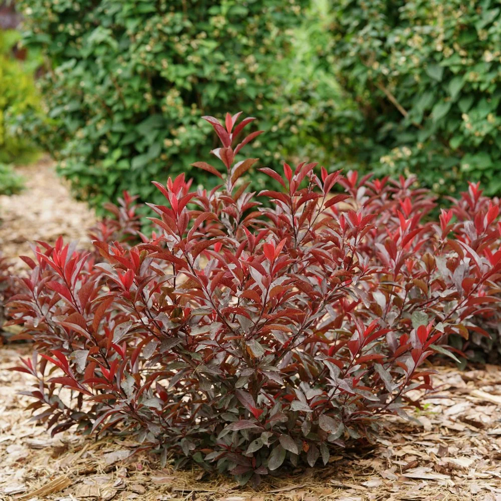 prunus-stay-classy-1.jpg