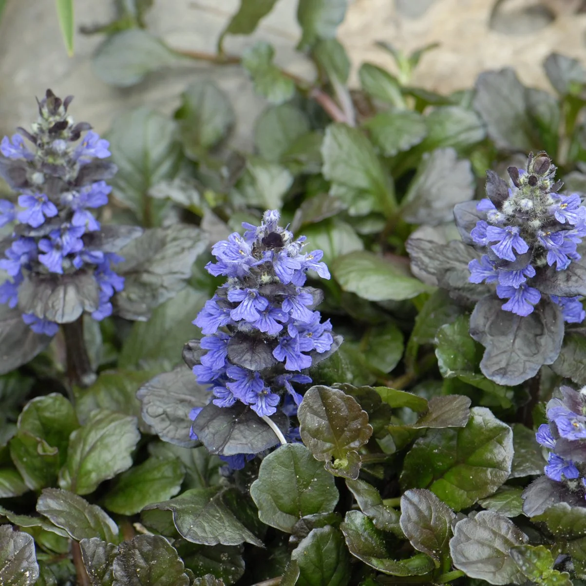 Ajuga reptans 'Black Scallop' PP15815 0001 high res.jpg