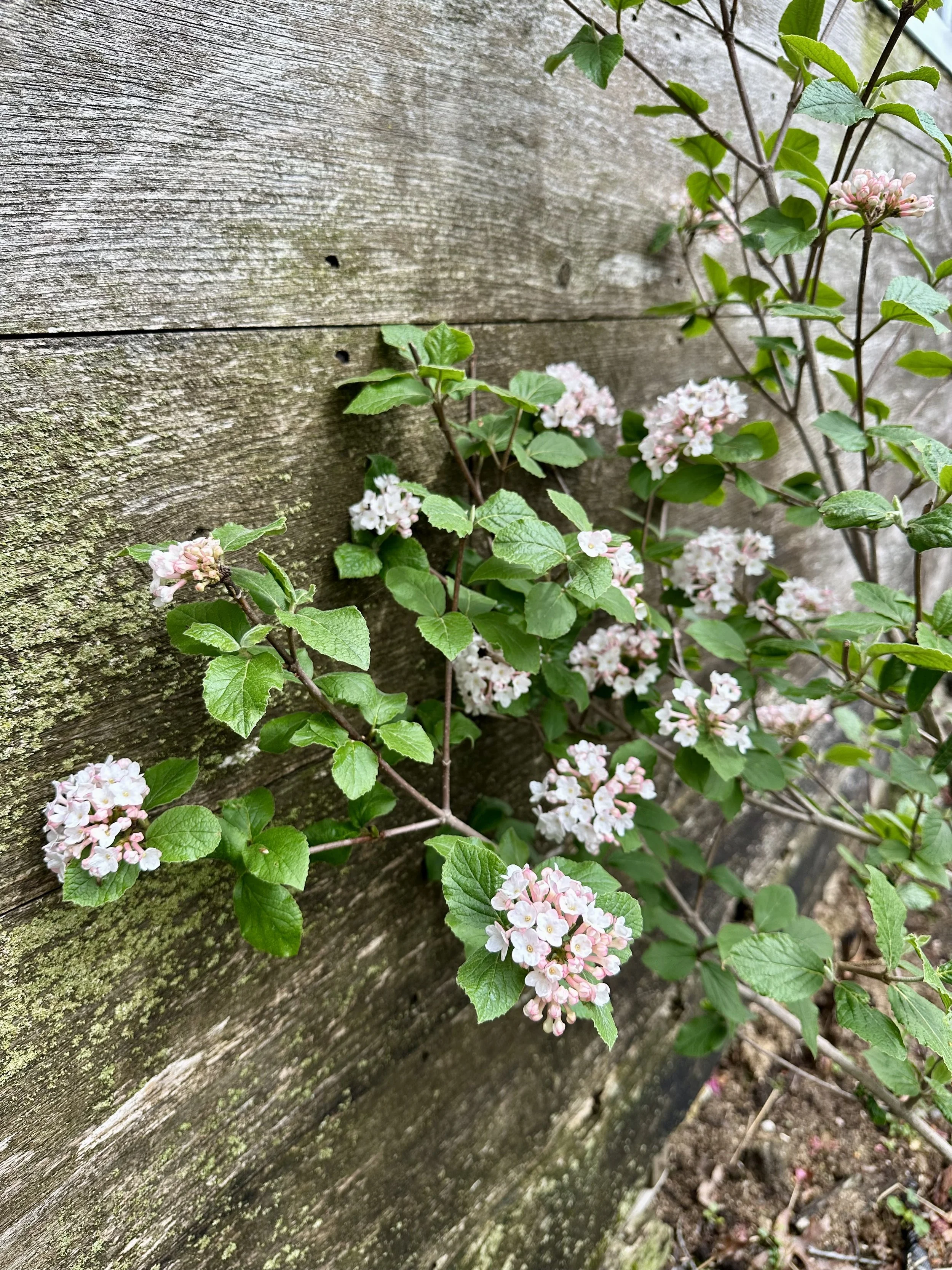 IMG_5100.jpeg