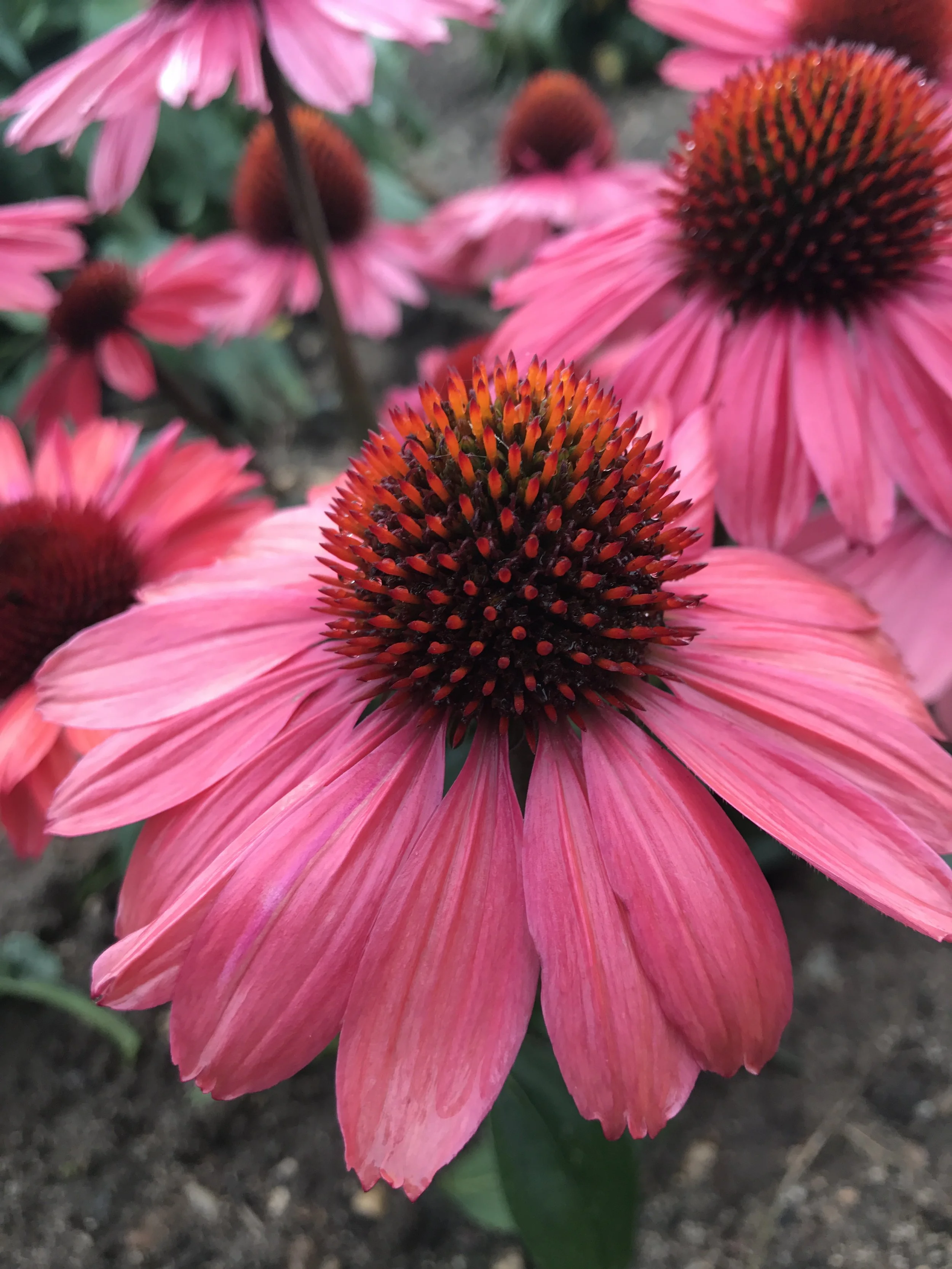 Echinacea purpurea 'Coral Craze'