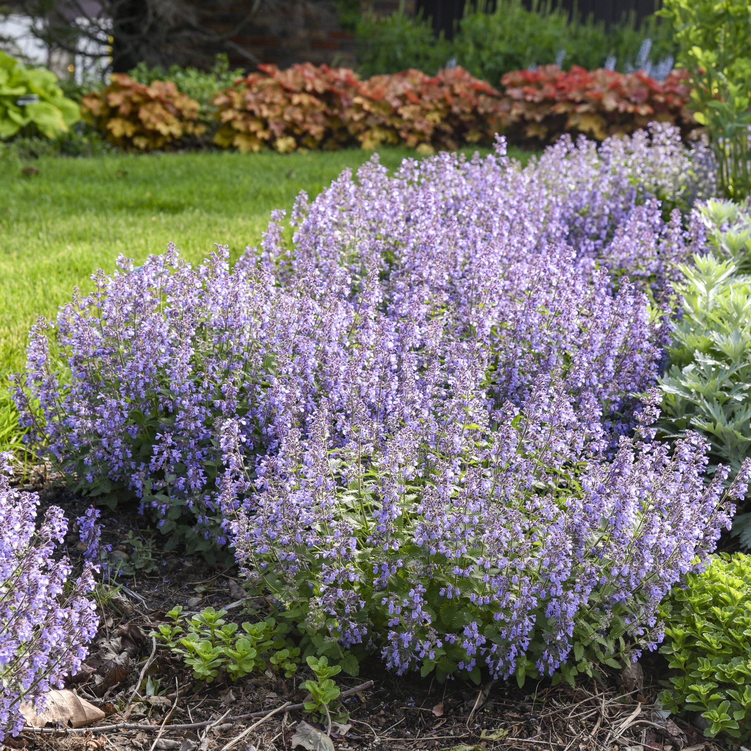 Nepeta 'Picture Purrfect' PP34502 0001 high res.jpg