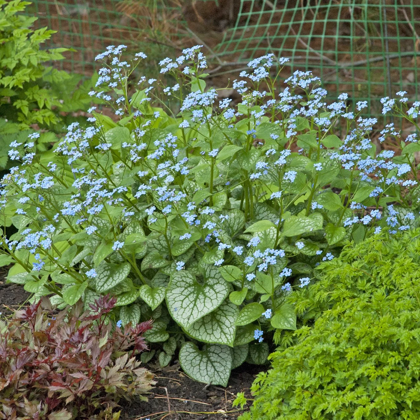 Brunnera macrophylla 'Jack Frost' PP13859 0001 high res.jpg
