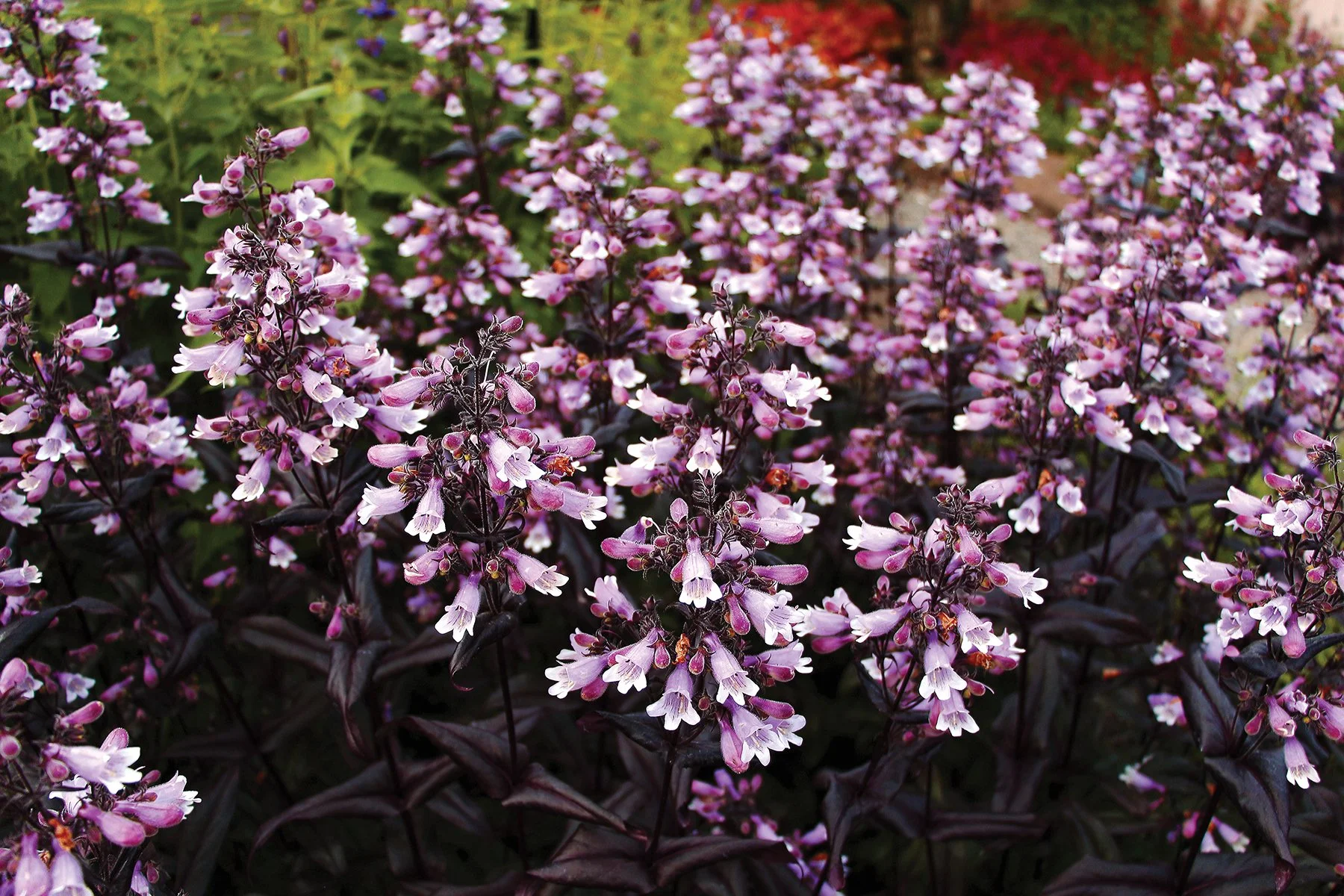 Penstemon-Dakota-Burgundy-8.jpg