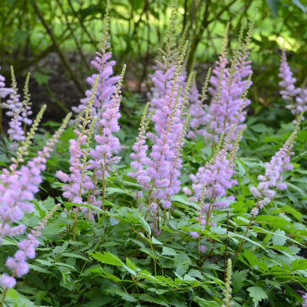 Astilbe chinensis 'Pumila'