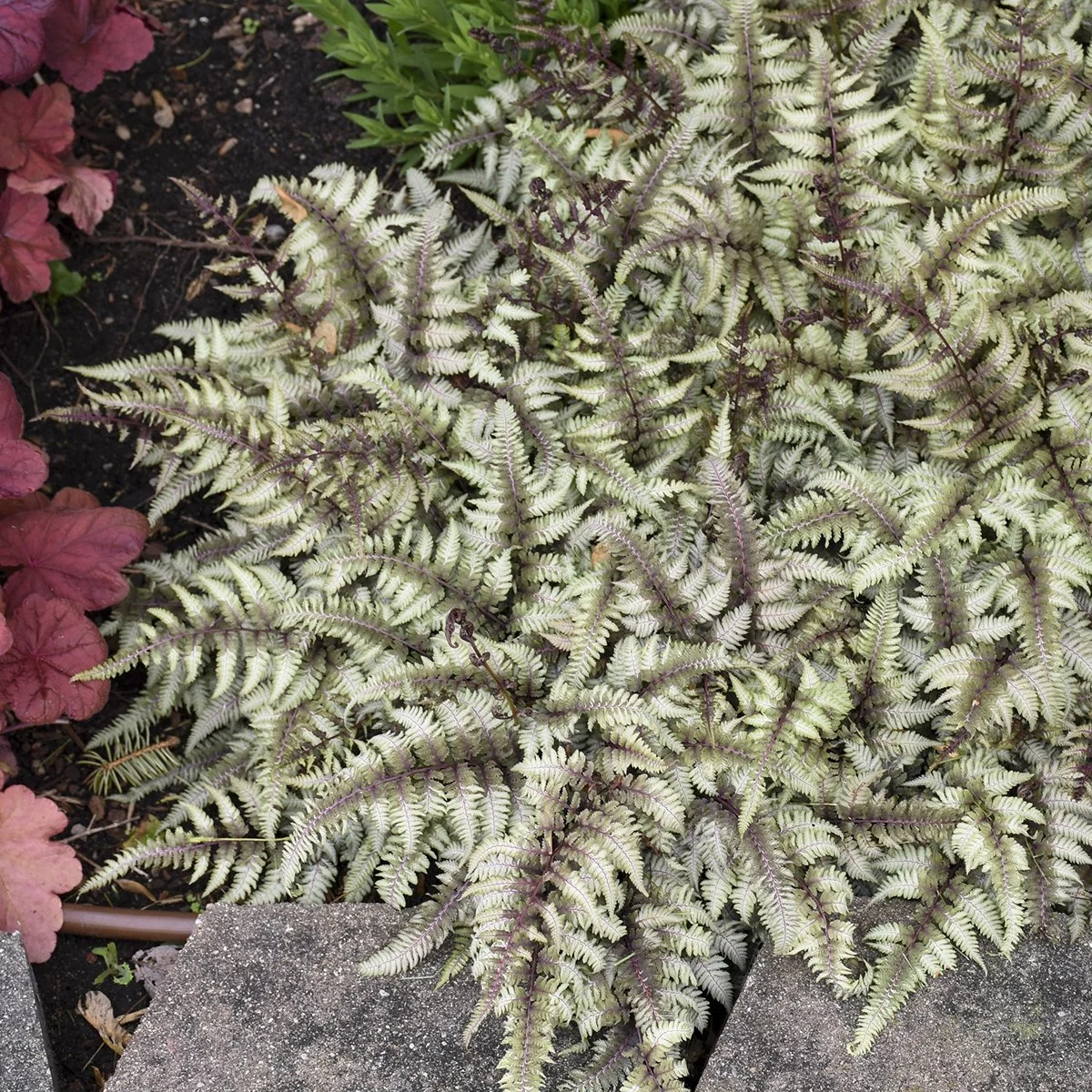 Athyrium niponicum 'Pictum' 0001 high res.jpg