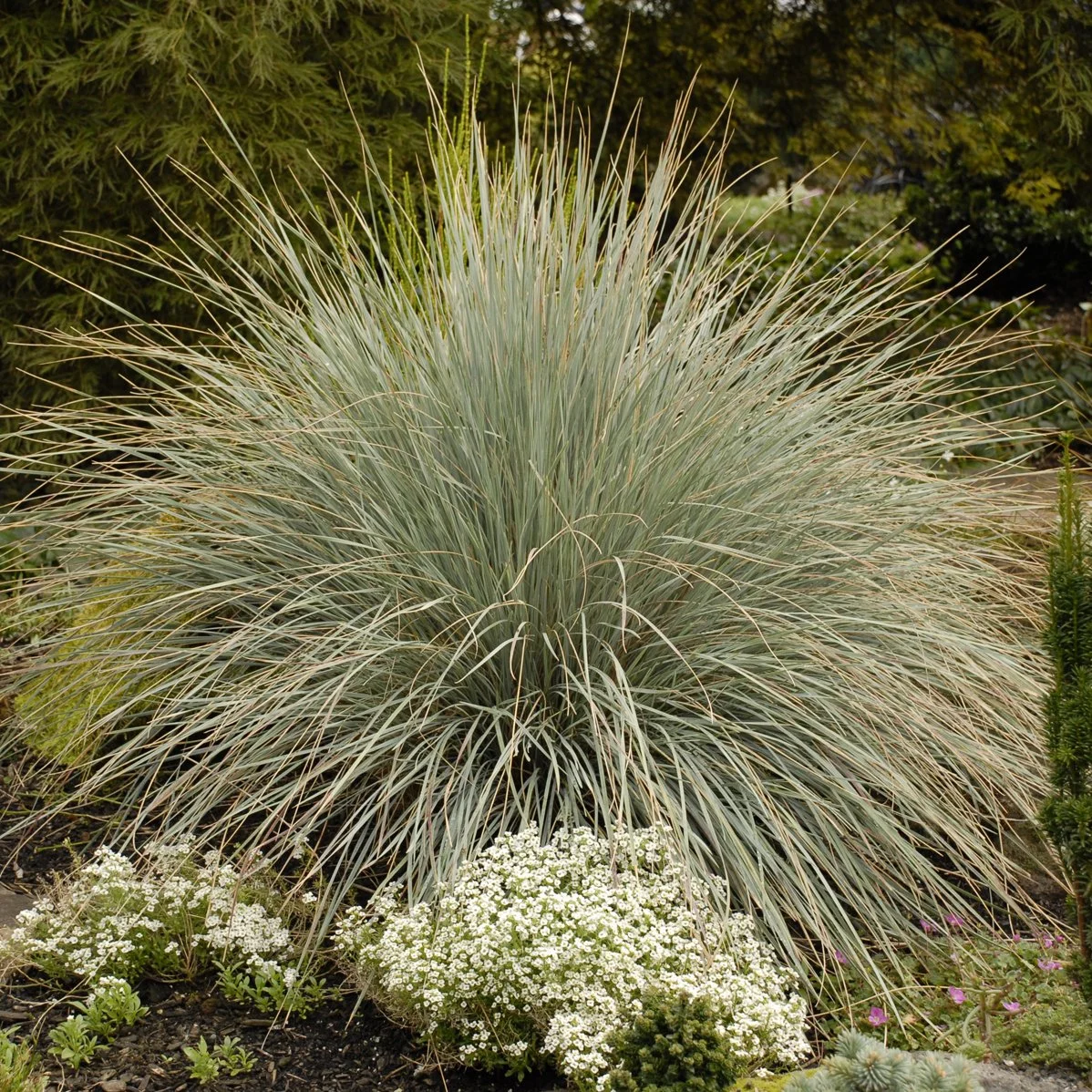 Helictotrichon sempervirens 0000 high res.jpg