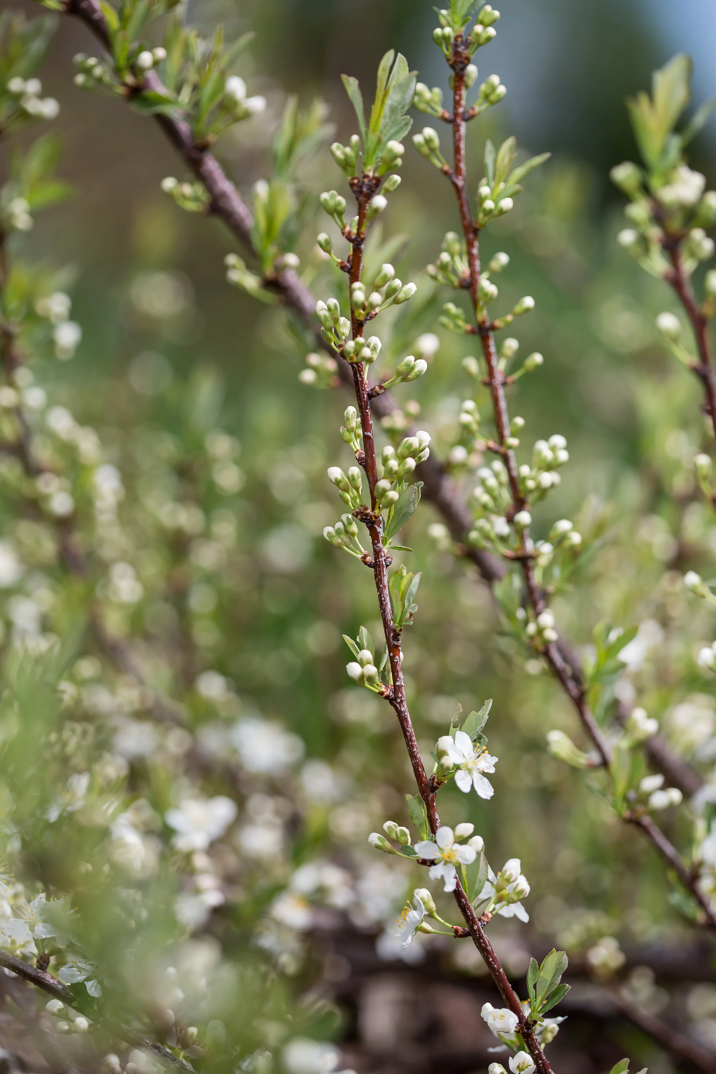 PrunusFEJadeParade019-12472.jpg