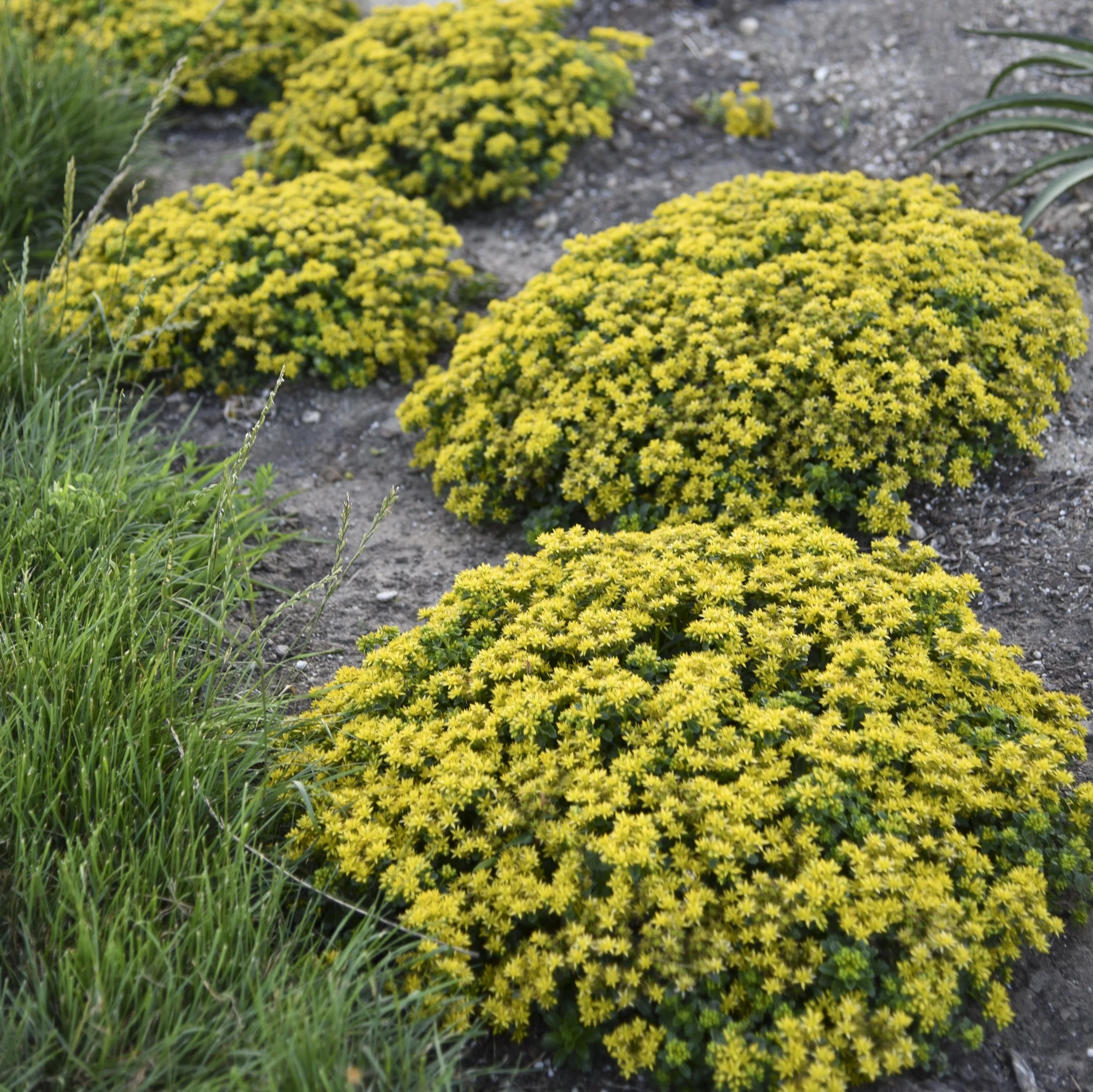 Sedum 'Little Miss Sunshine' PP30039 0005 high res.jpg
