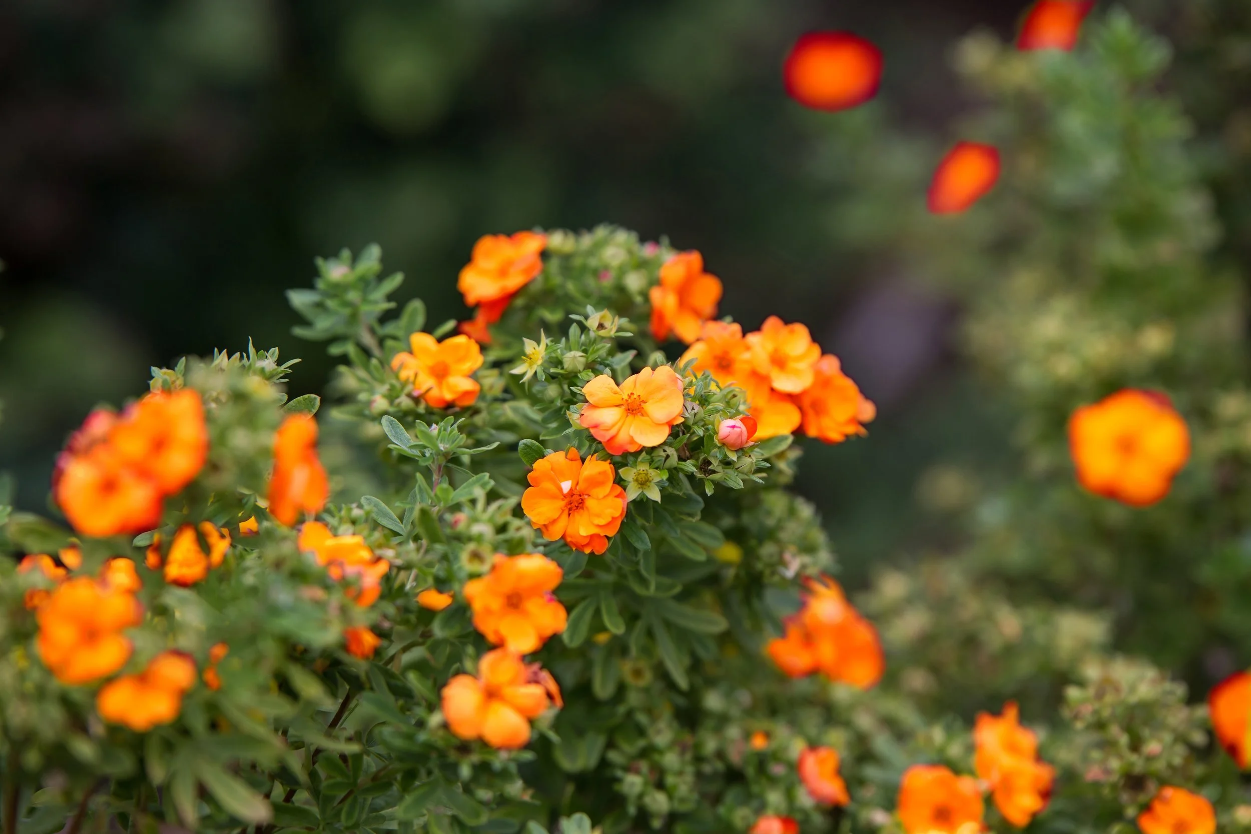 Potentilla fruticosa Marmalade®