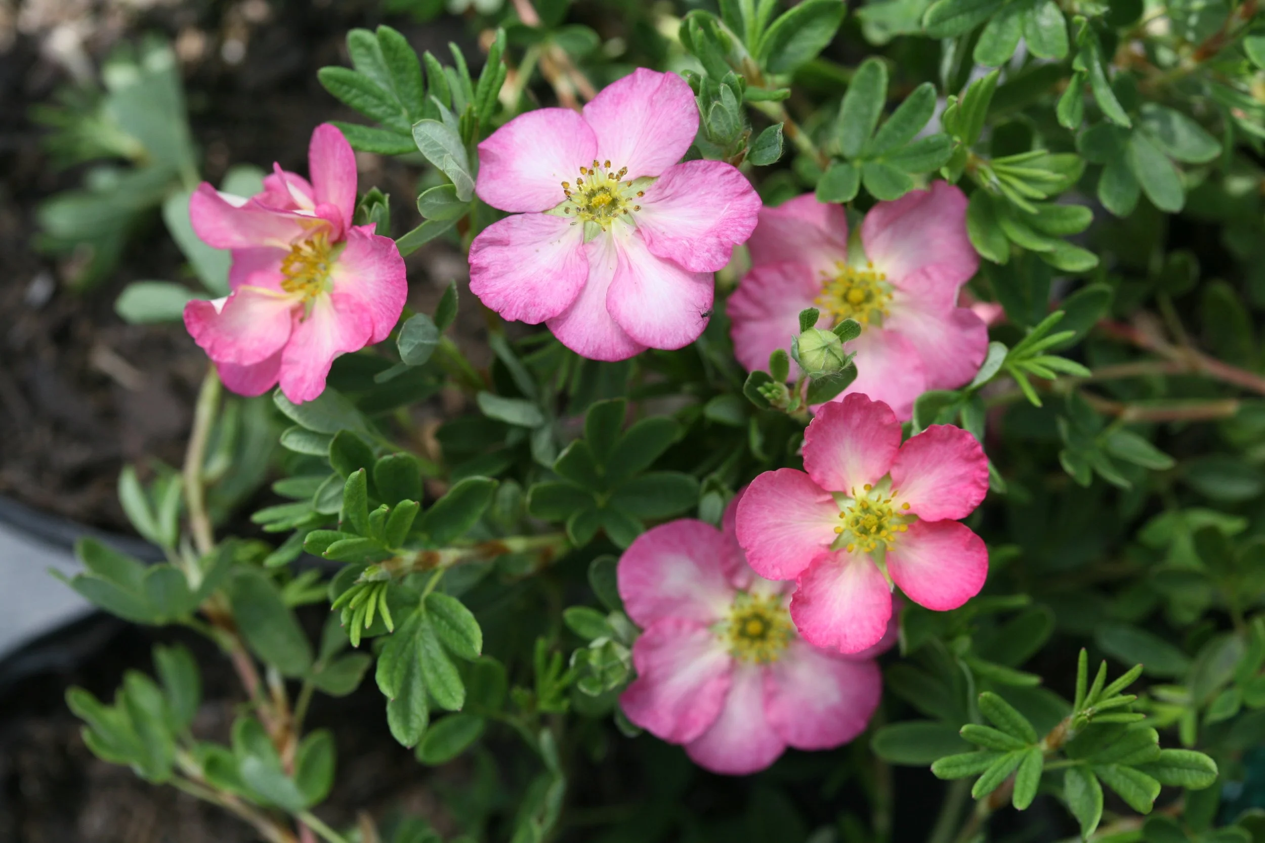 happy_face_hearts_pink_potentilla.jpg