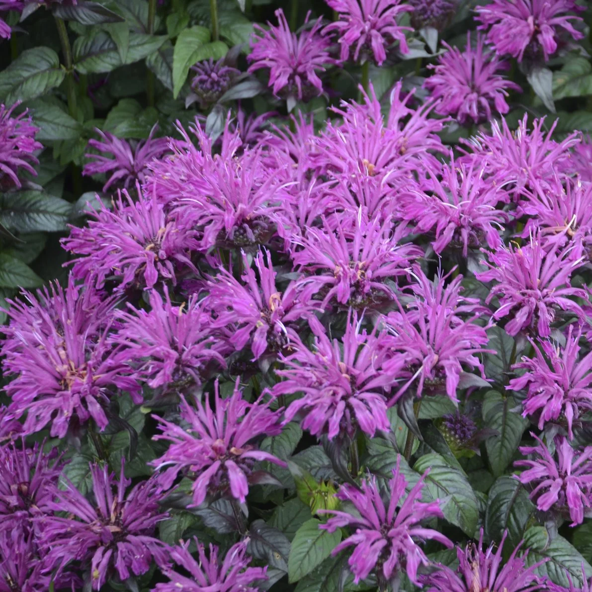 Monarda 'Rockin' Raspberry' PP28752 0000 high res.jpg