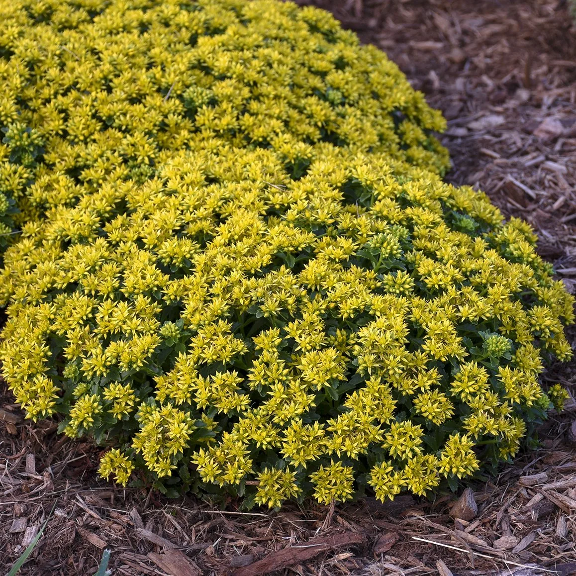 Sedum x 'Little Miss Sunshine'