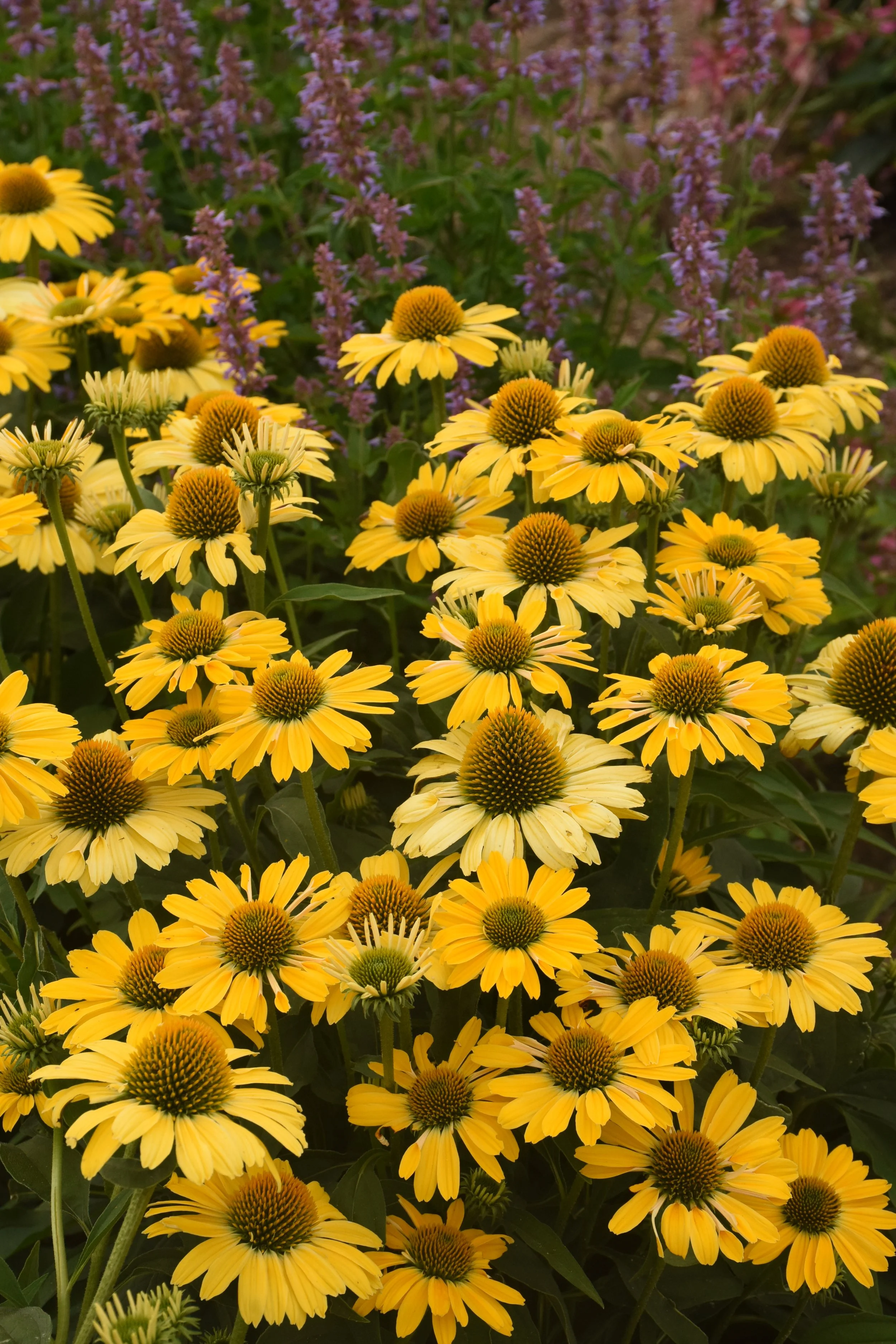 Echinacea x 'Yellow My Darling'