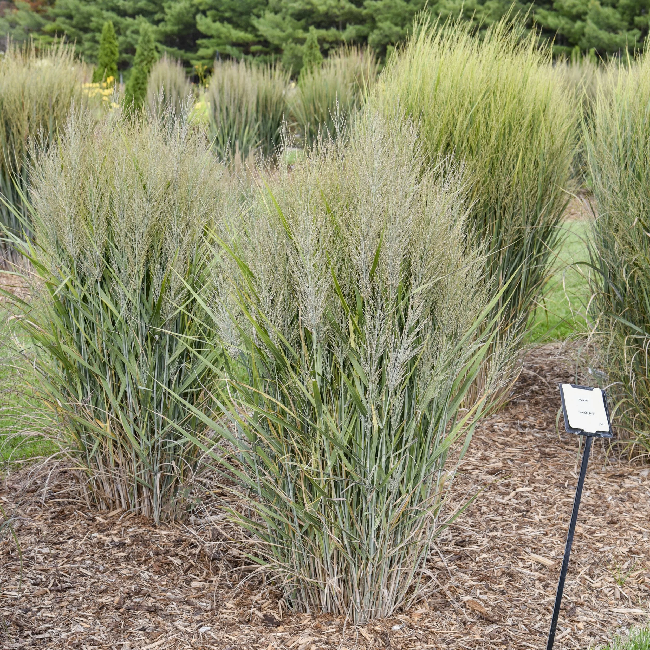 Panicum virgatum 'Smoking Gun' PP37424 0001 high res.jpg