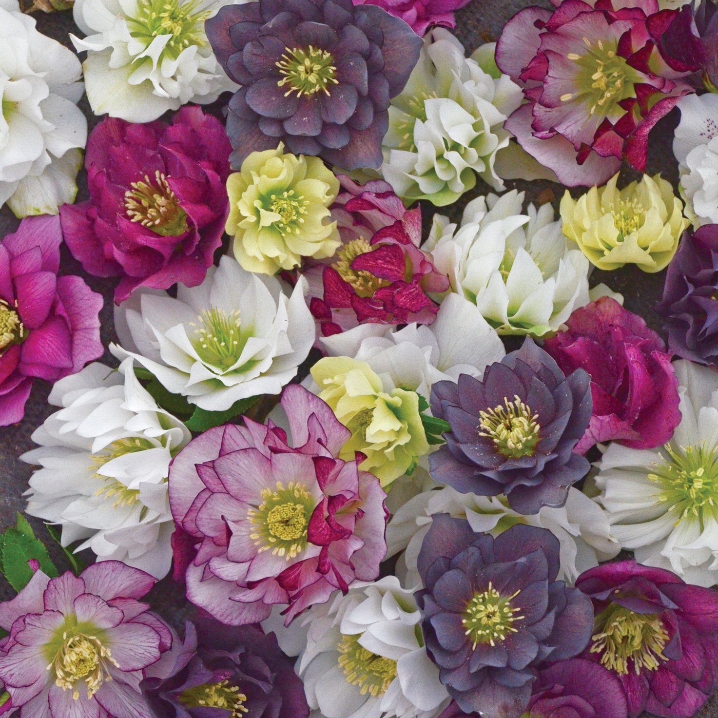 Helleborus 'Wedding Party Mixed'