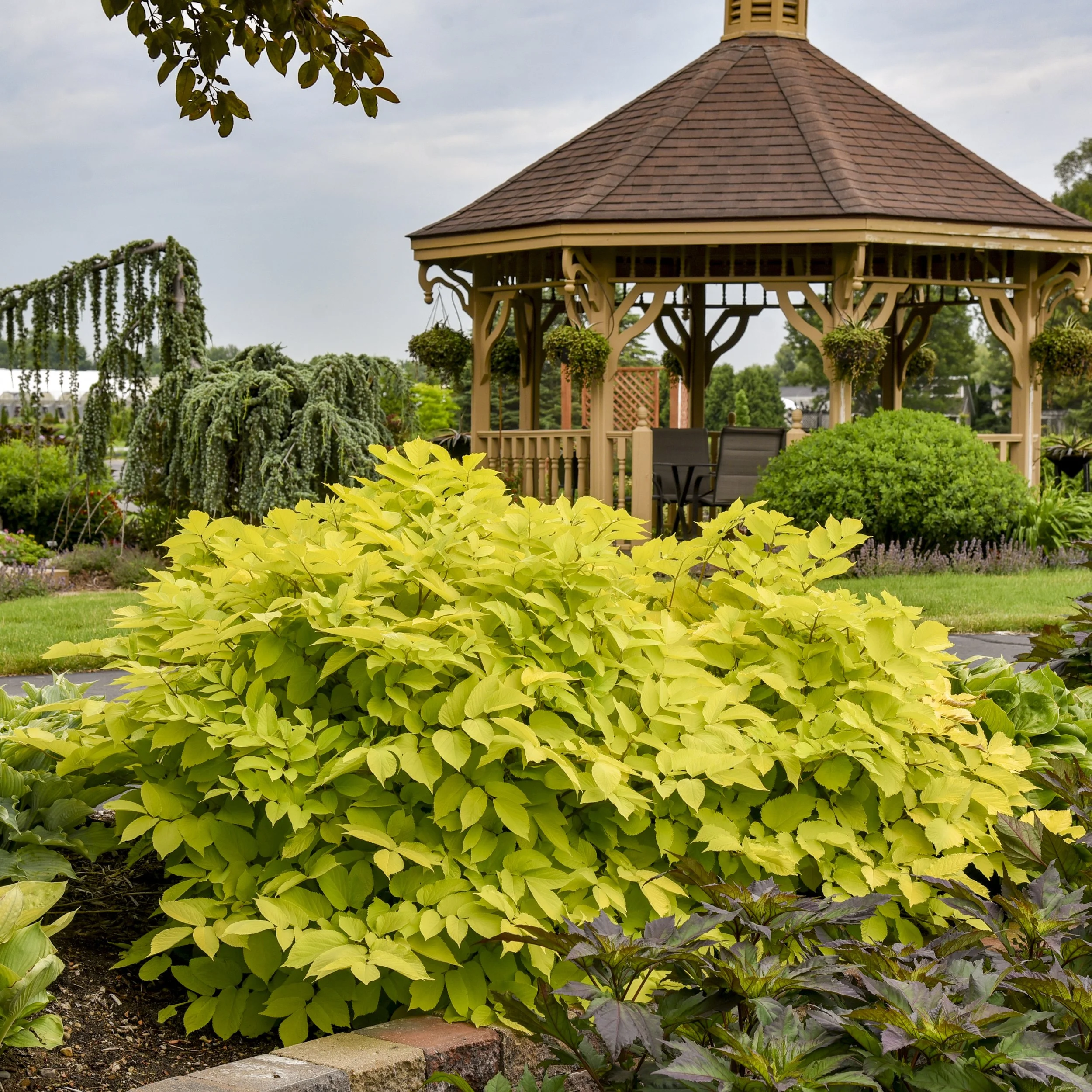 Aralia cordata 'Sun King' 0007 high res.jpg