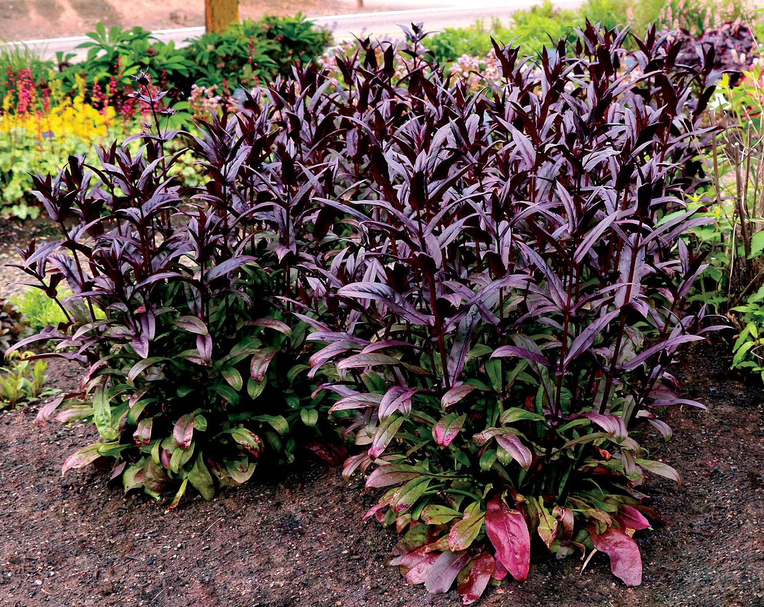 Penstemon-Dakota-Burgundy-4.jpg
