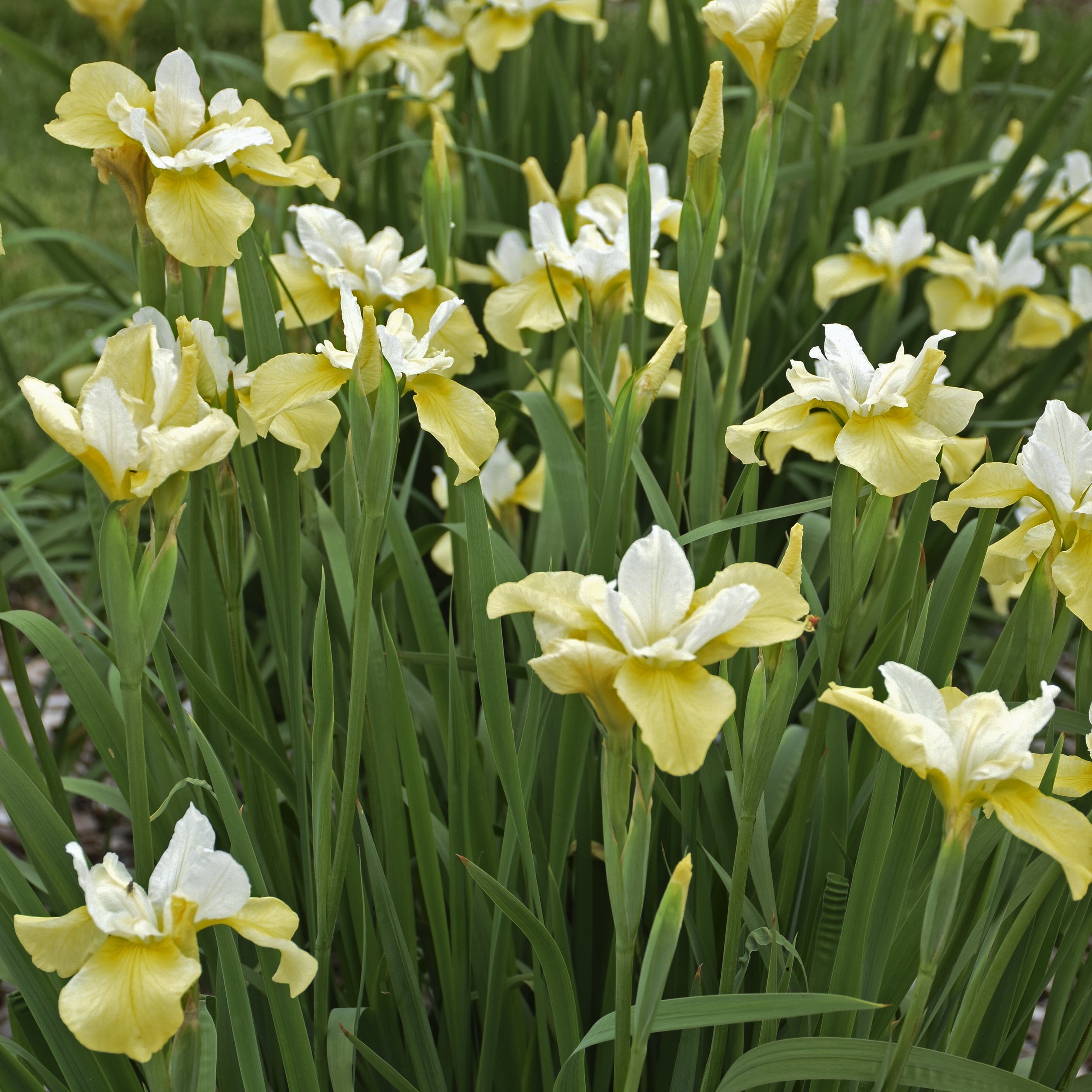 Iris sibirica 'Butter and Sugar' 0002 high res.jpg