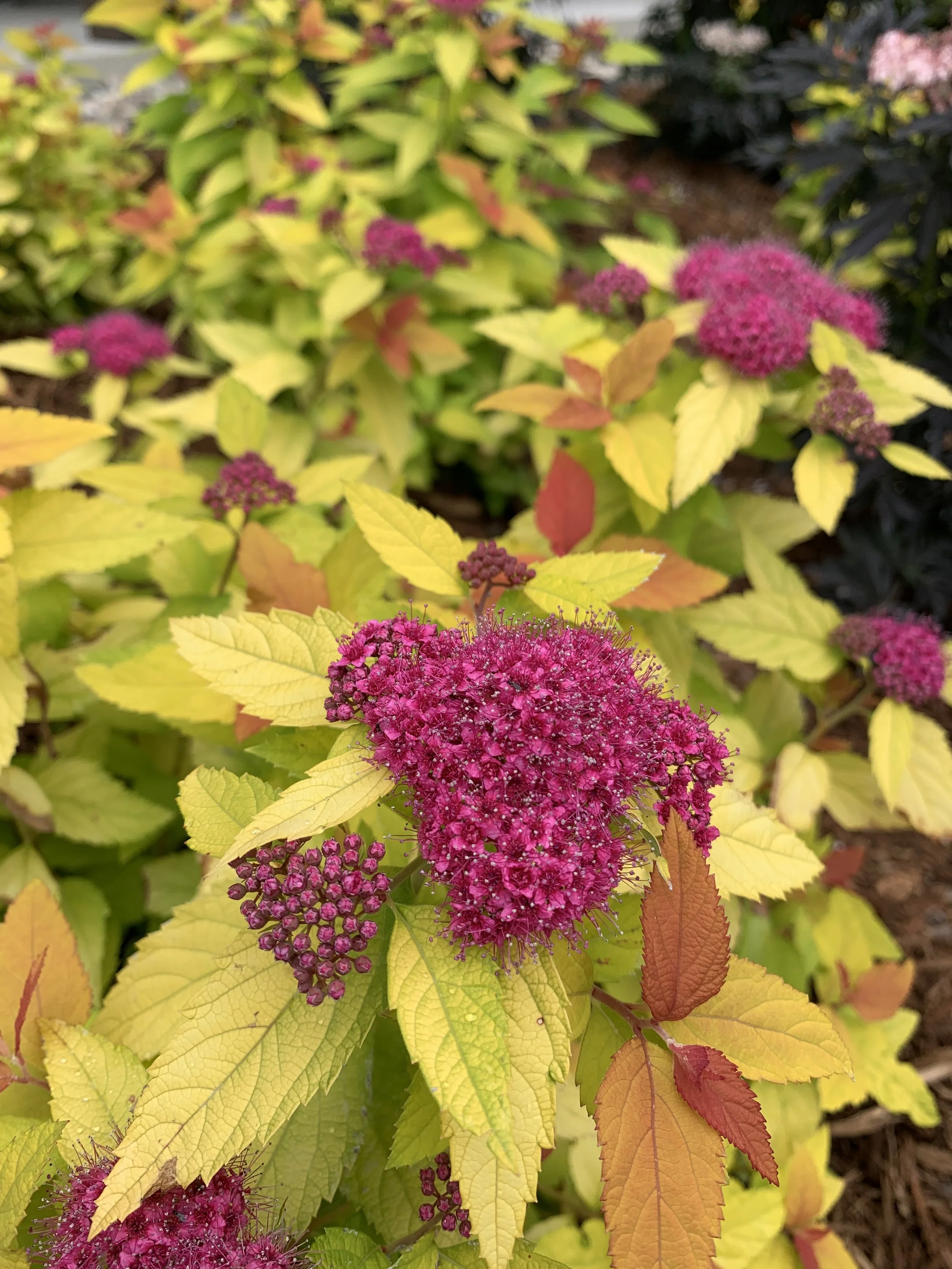 spiraea_double_play_candy_corn_img_6641.jpg