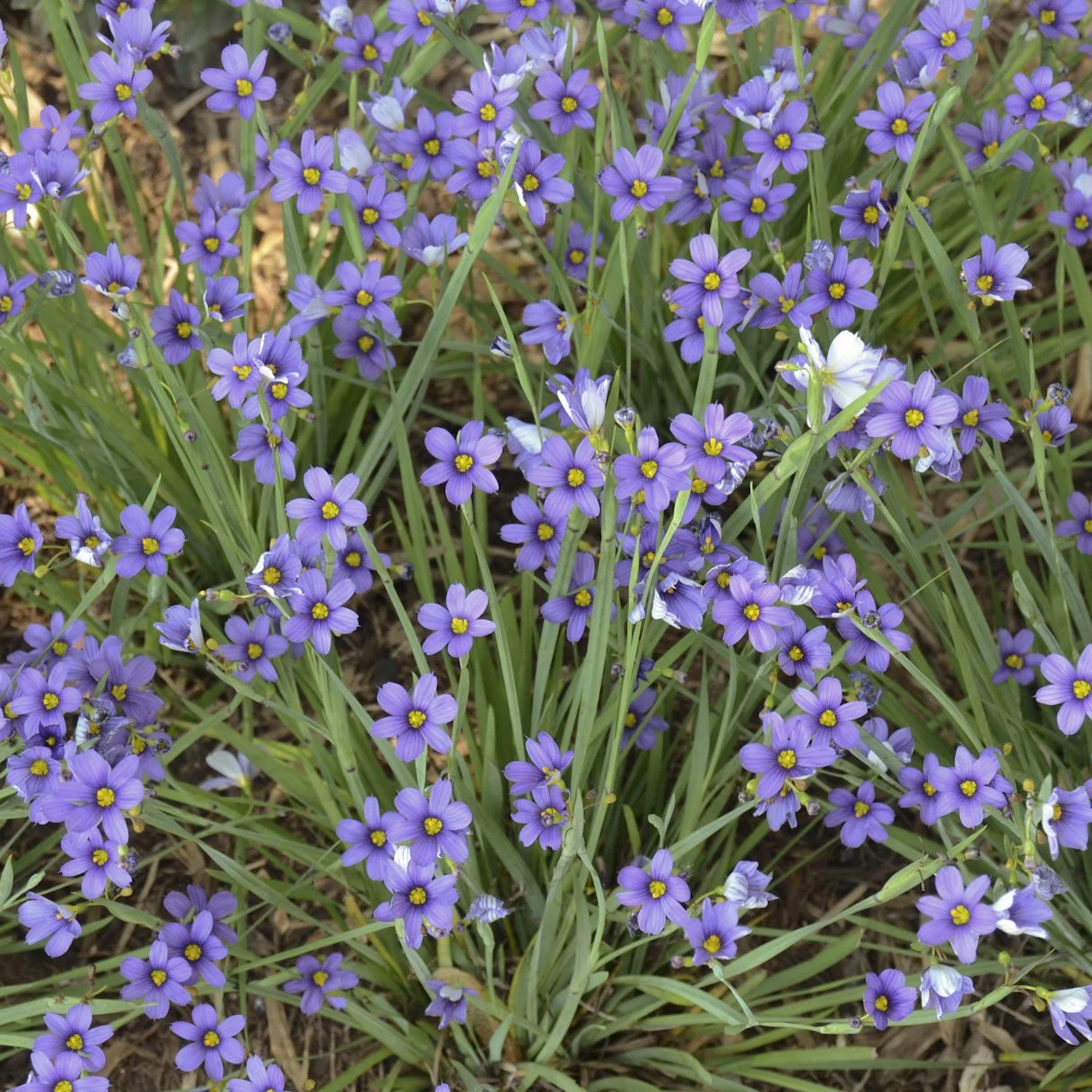 Sisyrinchium angustifolium 'Lucerne' 0001 high res.jpg