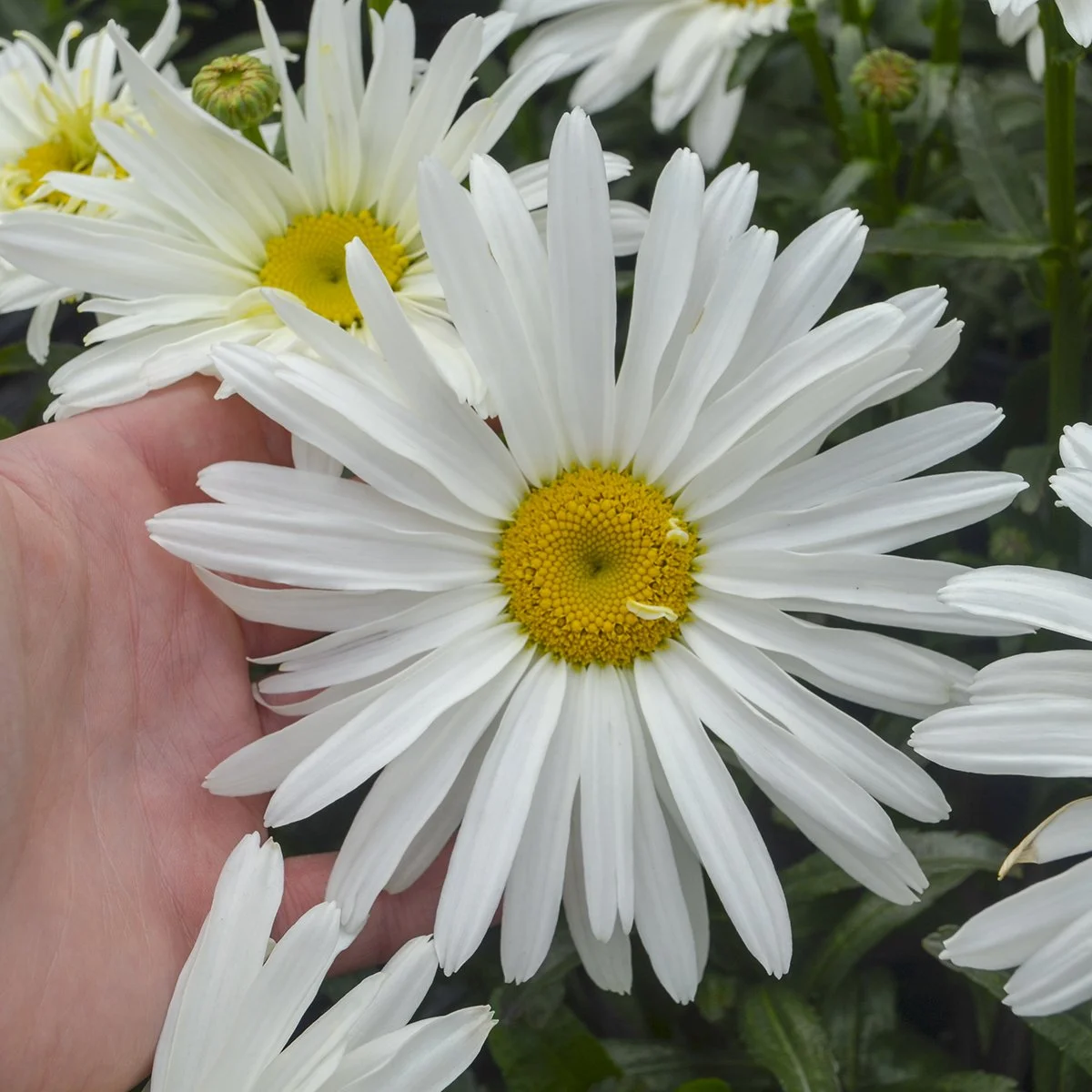 Leucanthemum superbum 'Spoonful of Sugar' PP28760 0003 high res.jpg