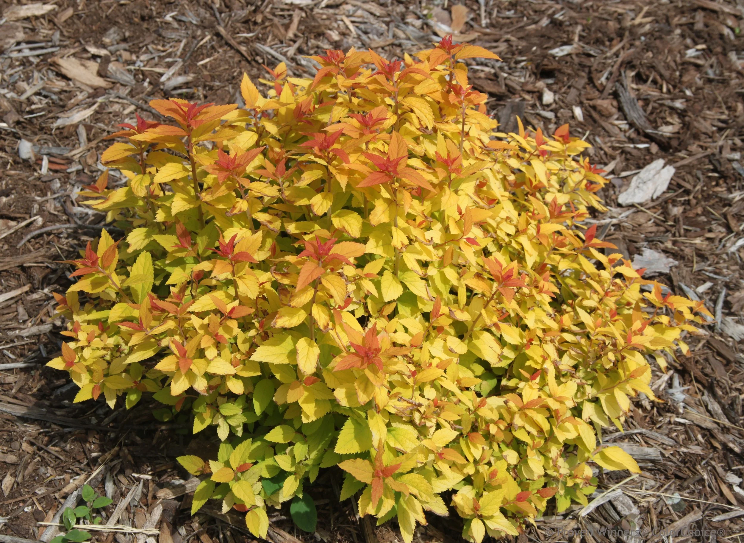 double_play_candy_corn_spirea_habit.jpg