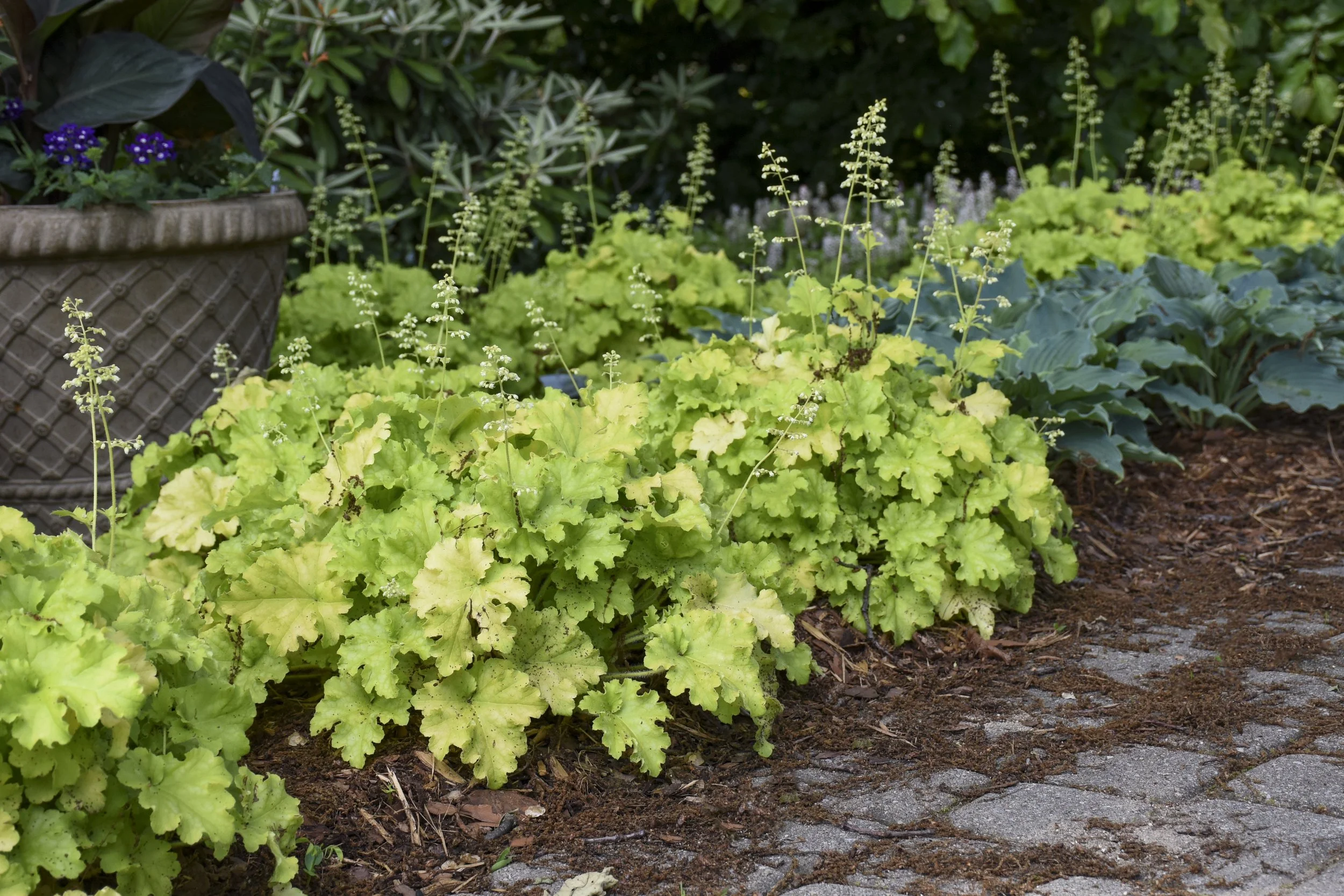 Heuchera 'Apple Twist'