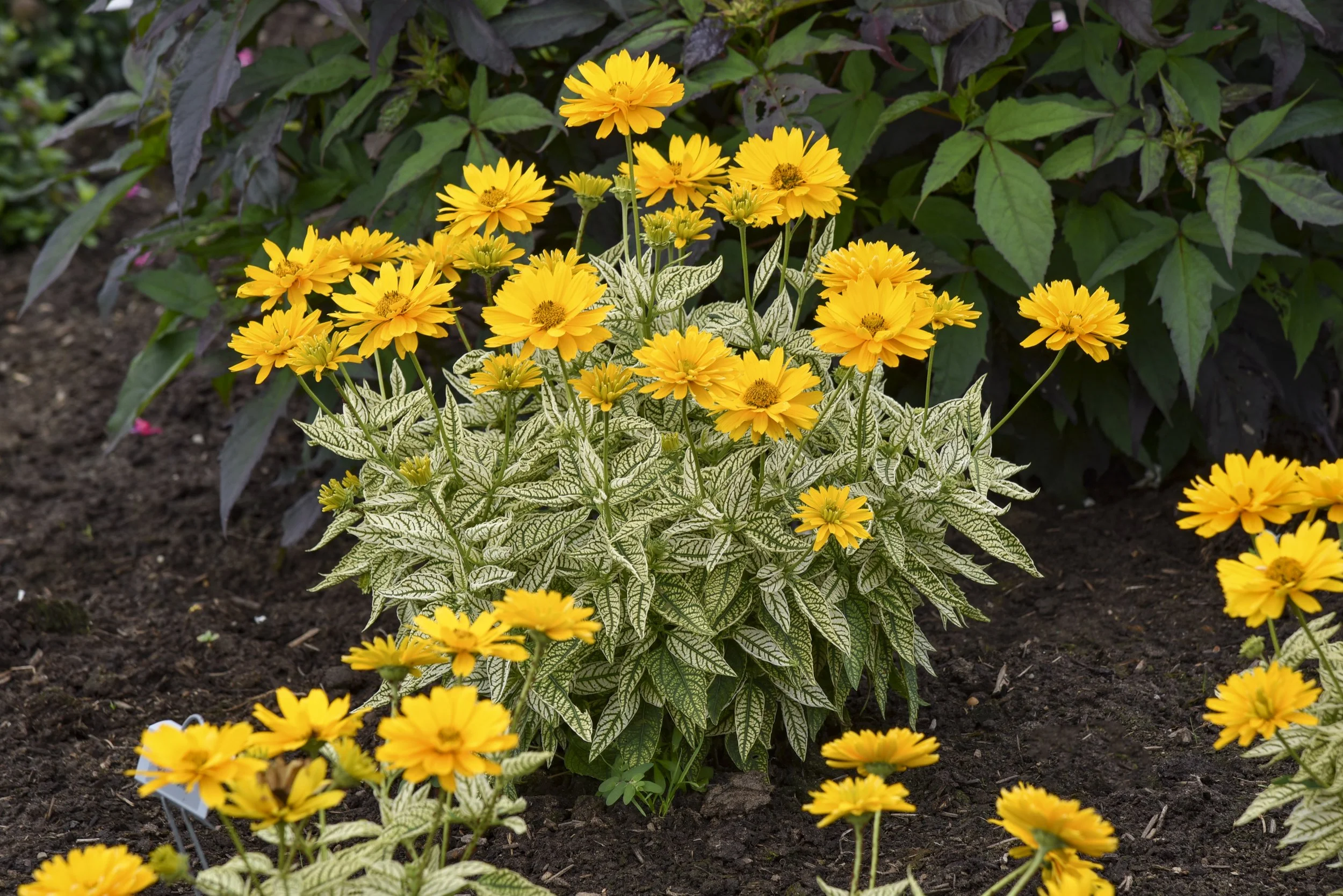 heliopsis_bit_of_honey_apj21_3.jpg