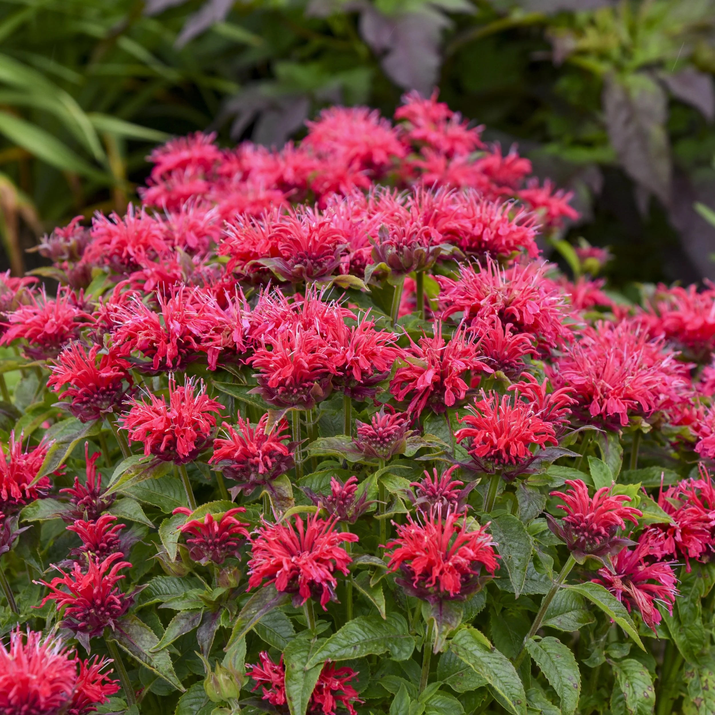 Monarda 'Cherry Pops' PP27618 0002 high res.jpg