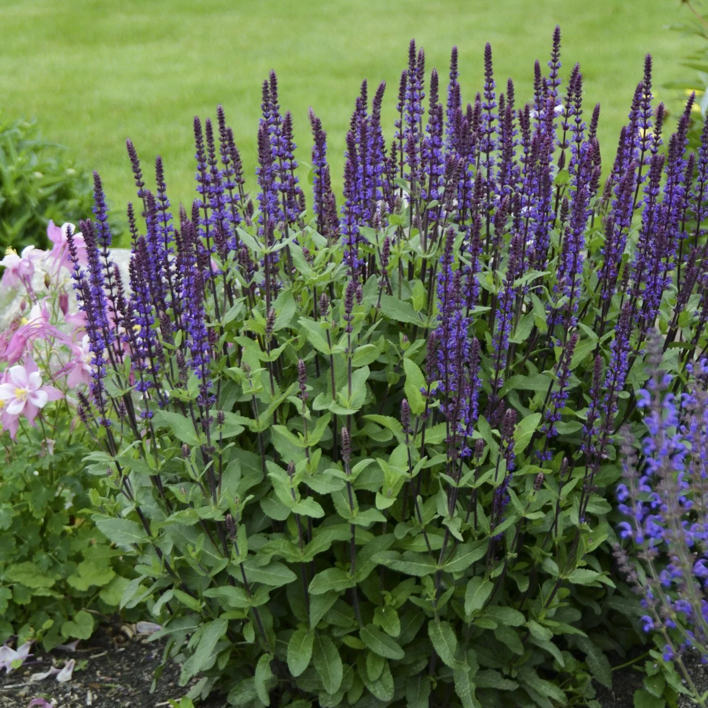 Salvia nemorosa 'Caradonna' 0000 high res.jpg