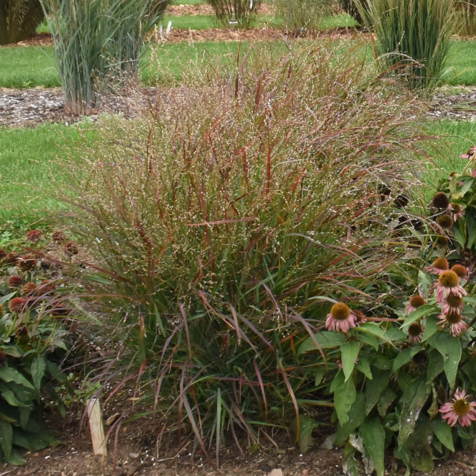 Panicum virgatum 'Red Flame'