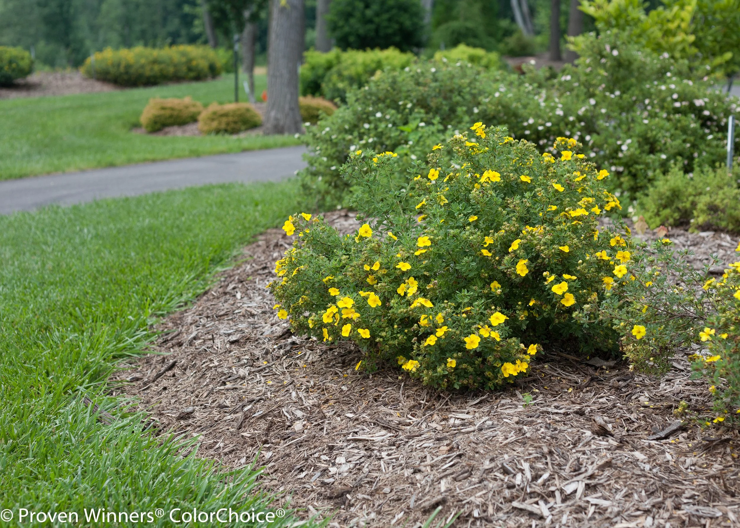 happy_face_potentilla-2297.jpg