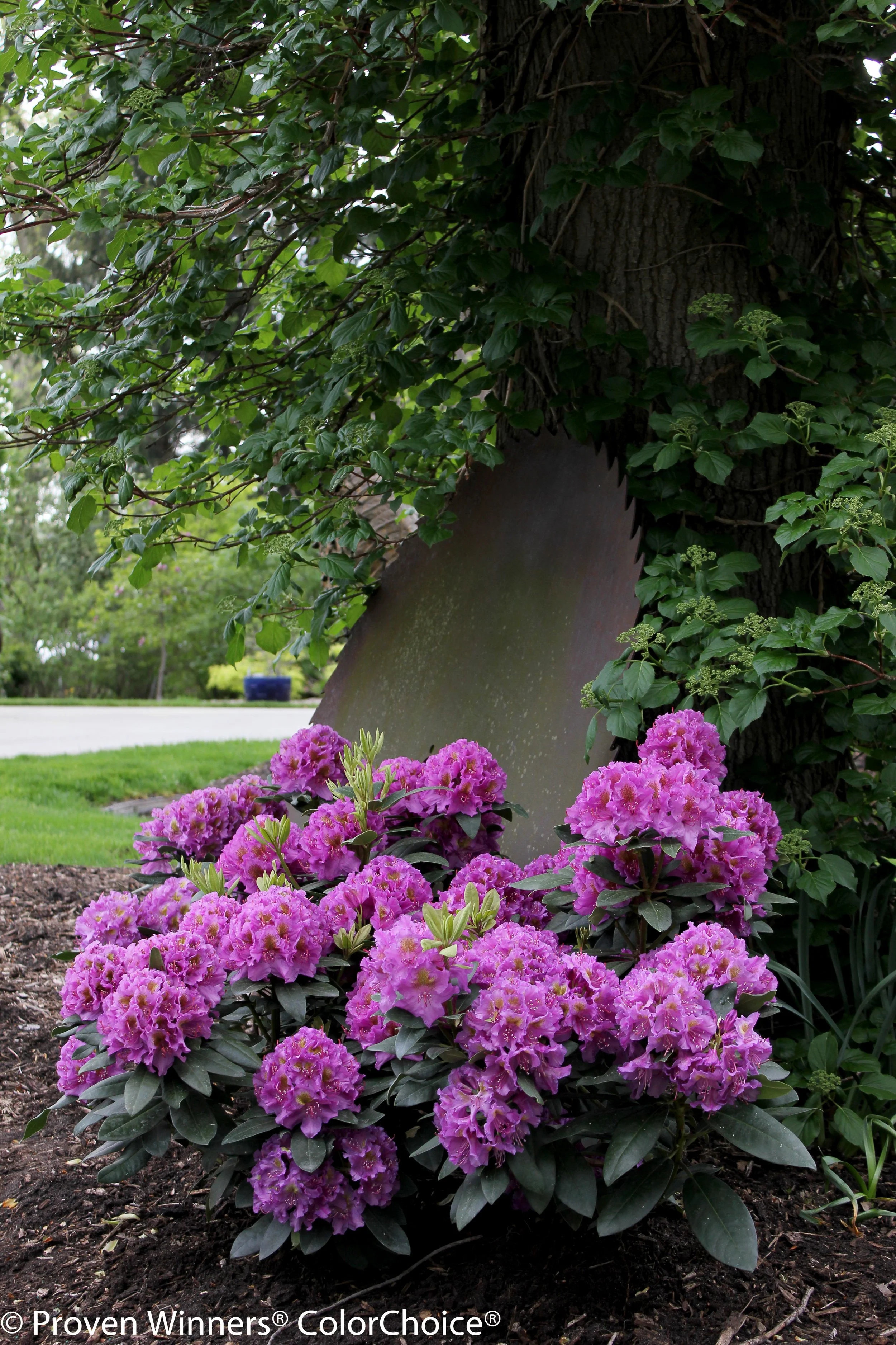 dandy_man_purple-4597.jpg