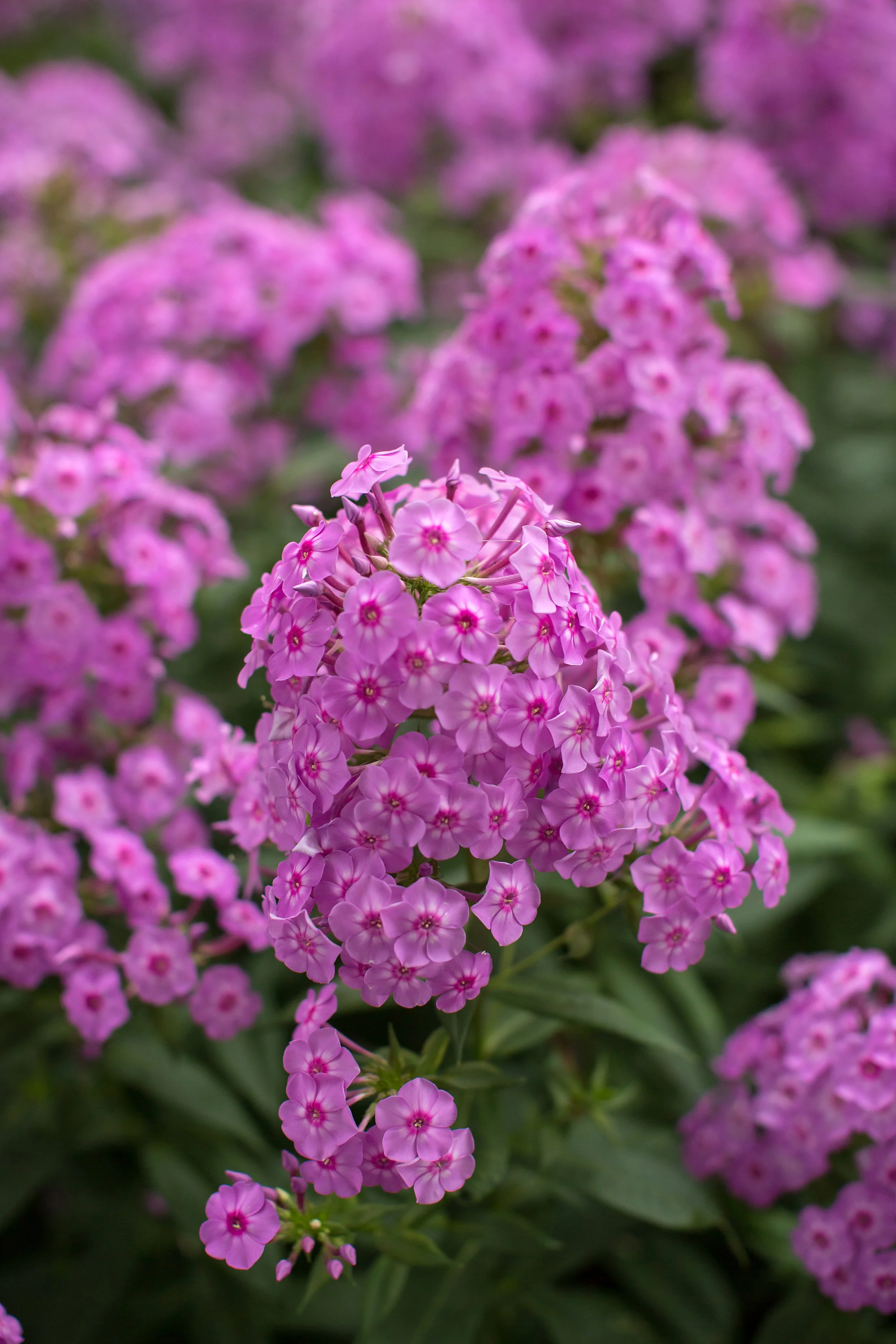 PhloxBubbleGum-027-6359.jpg
