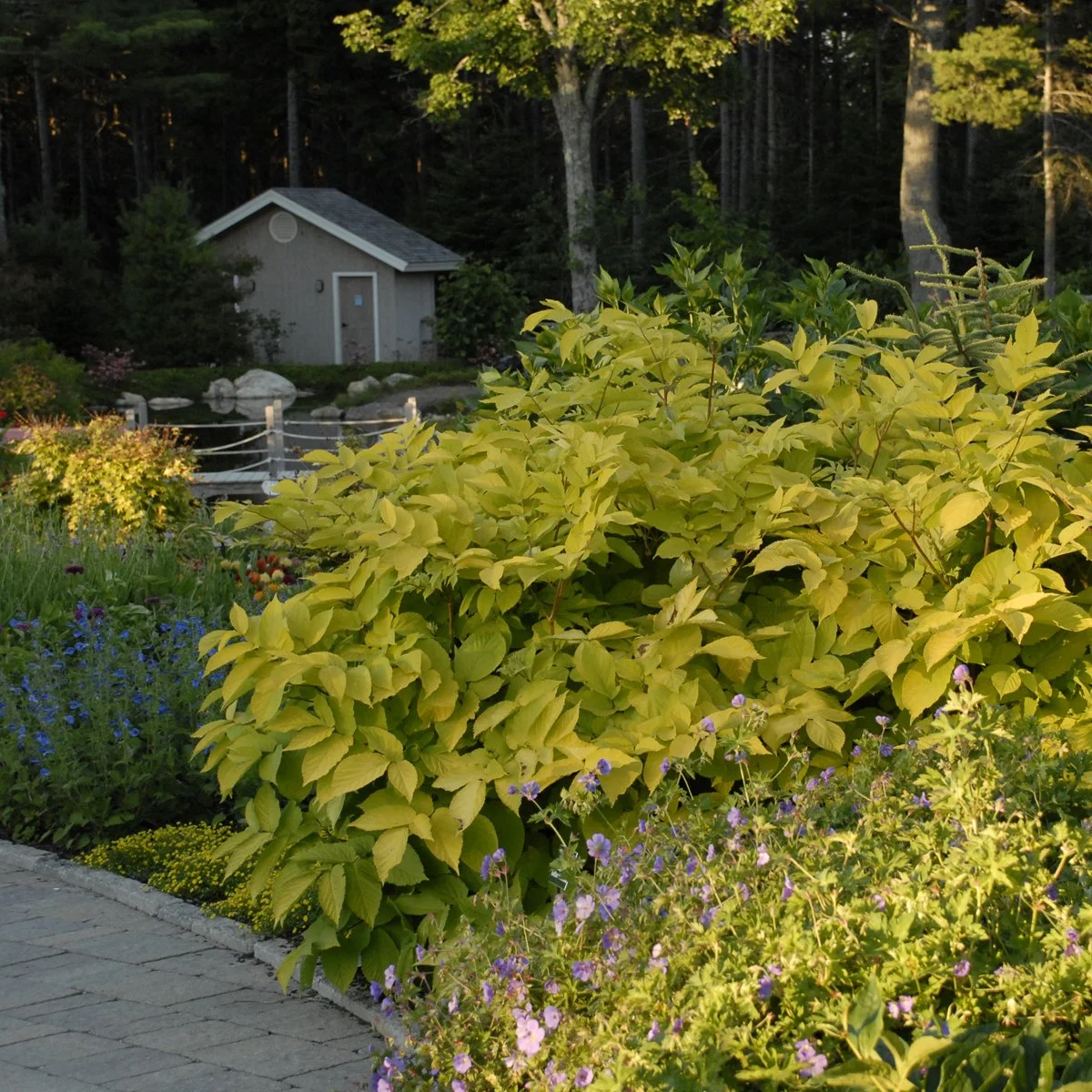 Aralia cordata 'Sun King' 0004 high res.jpg