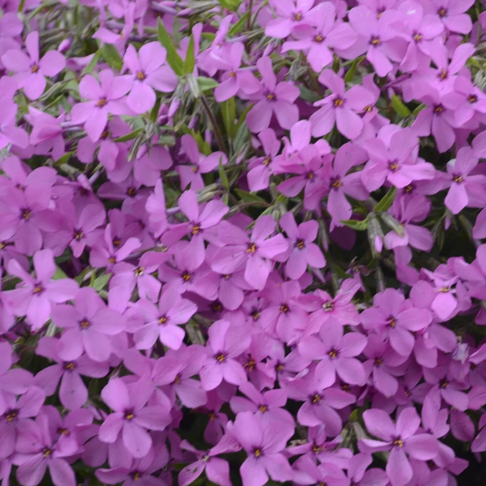 Phlox 'Magenta Sprite' PP31239 0000 high res.jpg