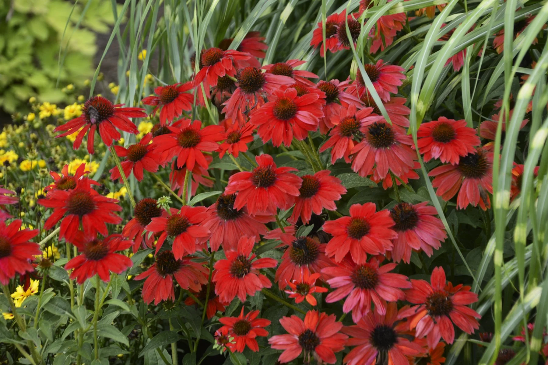 Echinacea x 'Salsa Red'