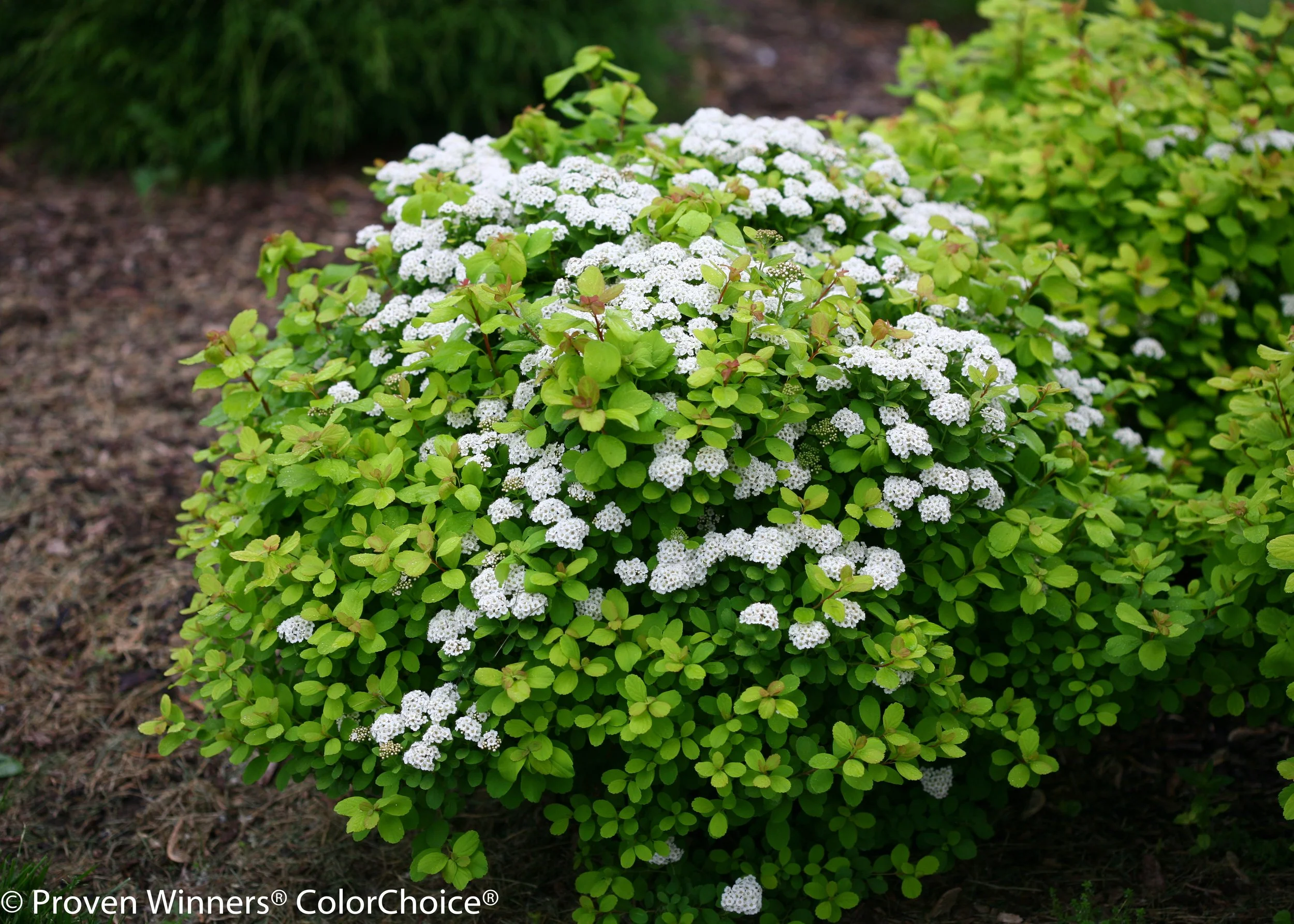 glow_girl_spirea-0695.jpg