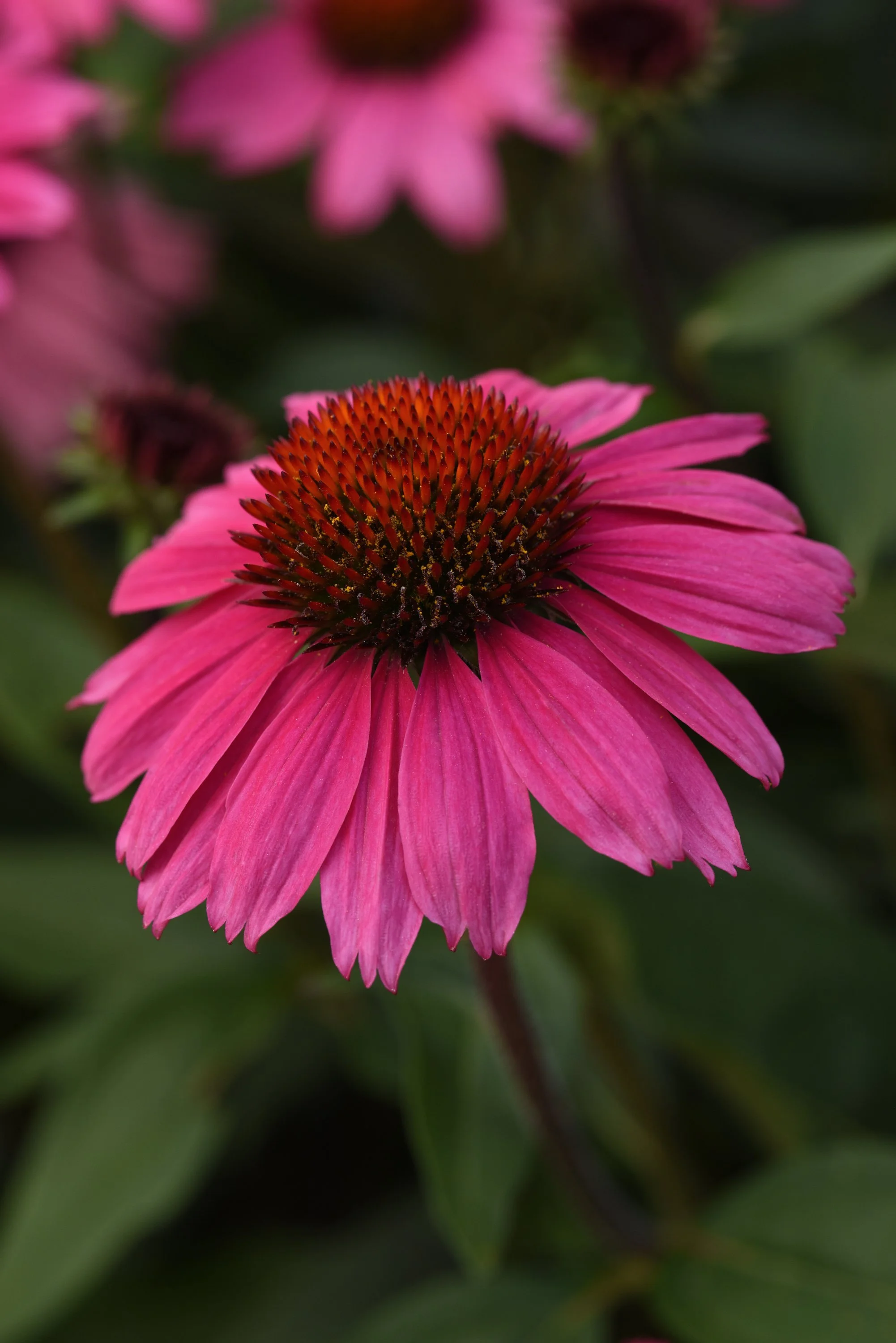 Echinacea x 'Rosada'