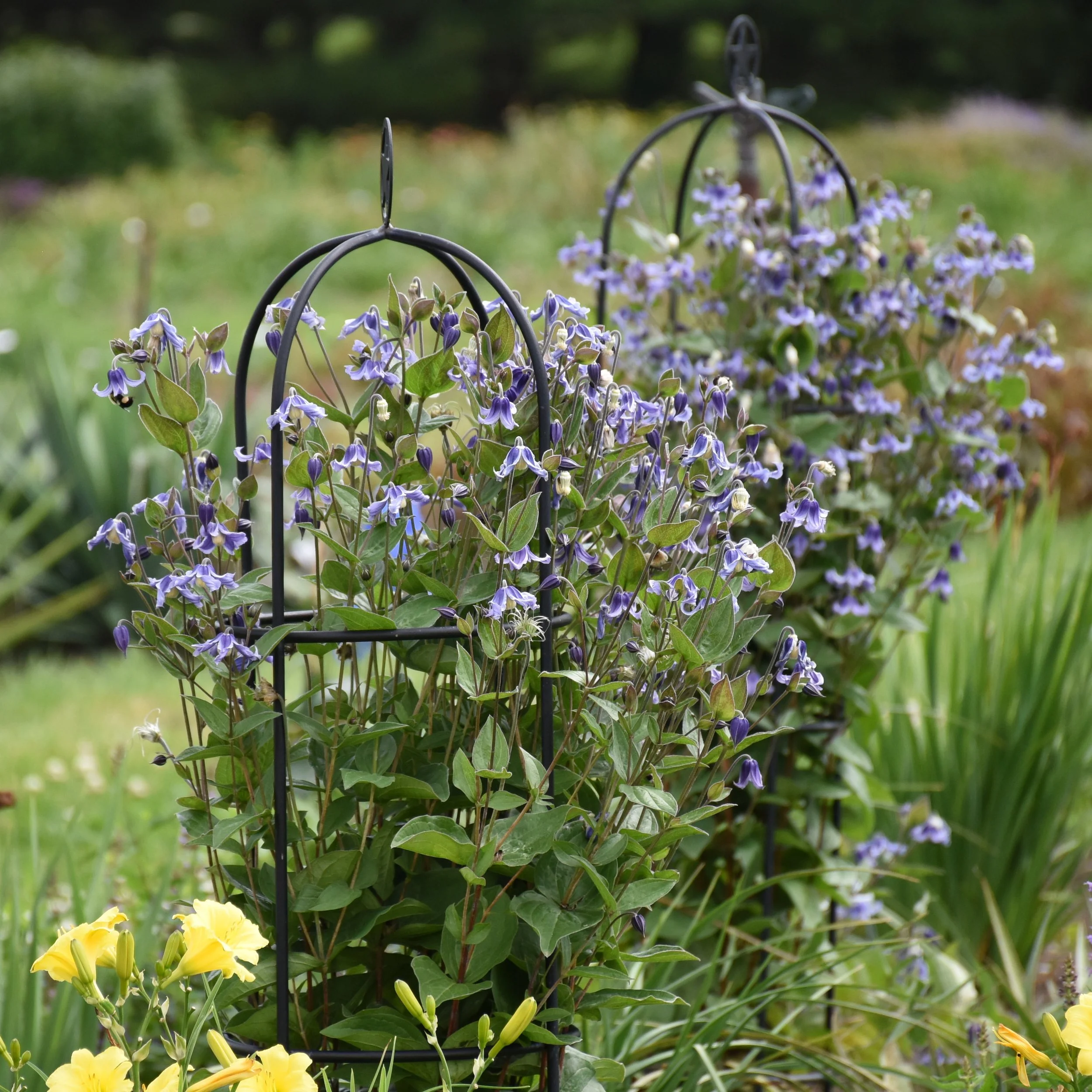 Clematis 'Stand by Me' PP30556 0001 high res.jpg