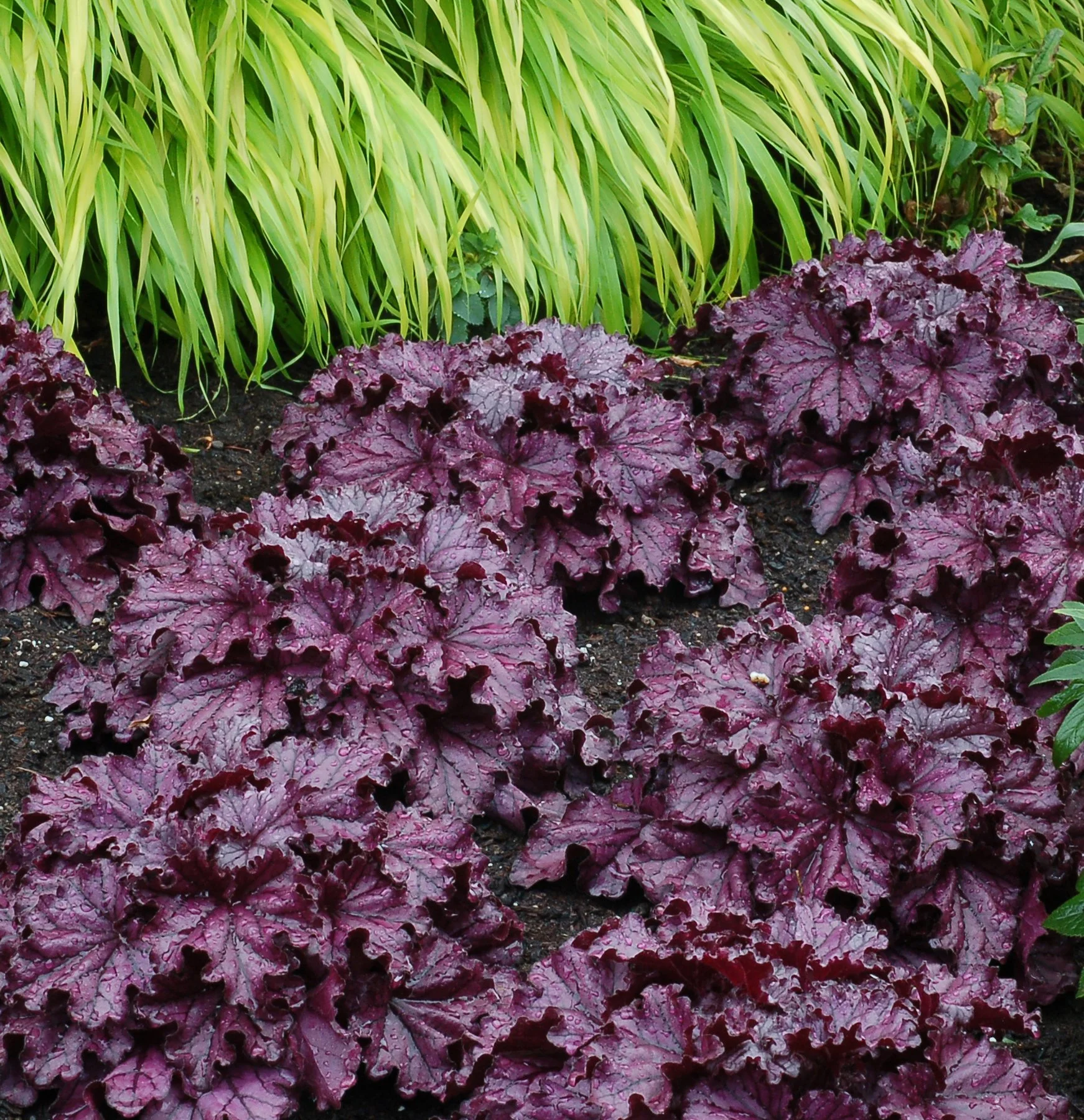 Heuchera-Forever-Purple-6.jpg