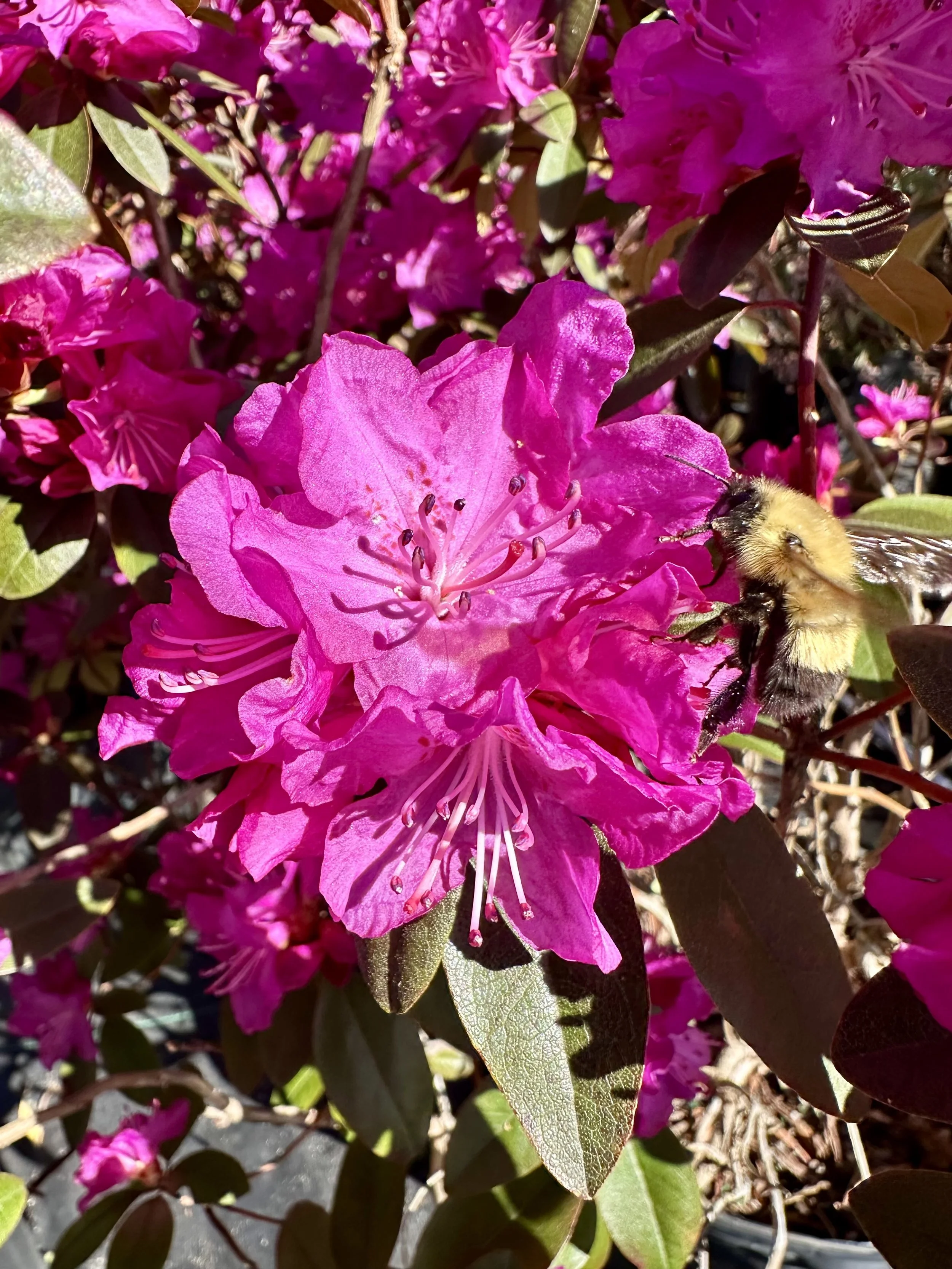 Rhododendron x 'P.J.M. Elite'