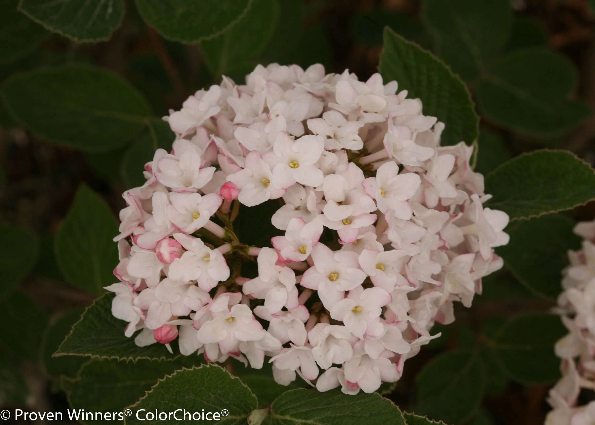spice_baby_viburnum-0670.jpg