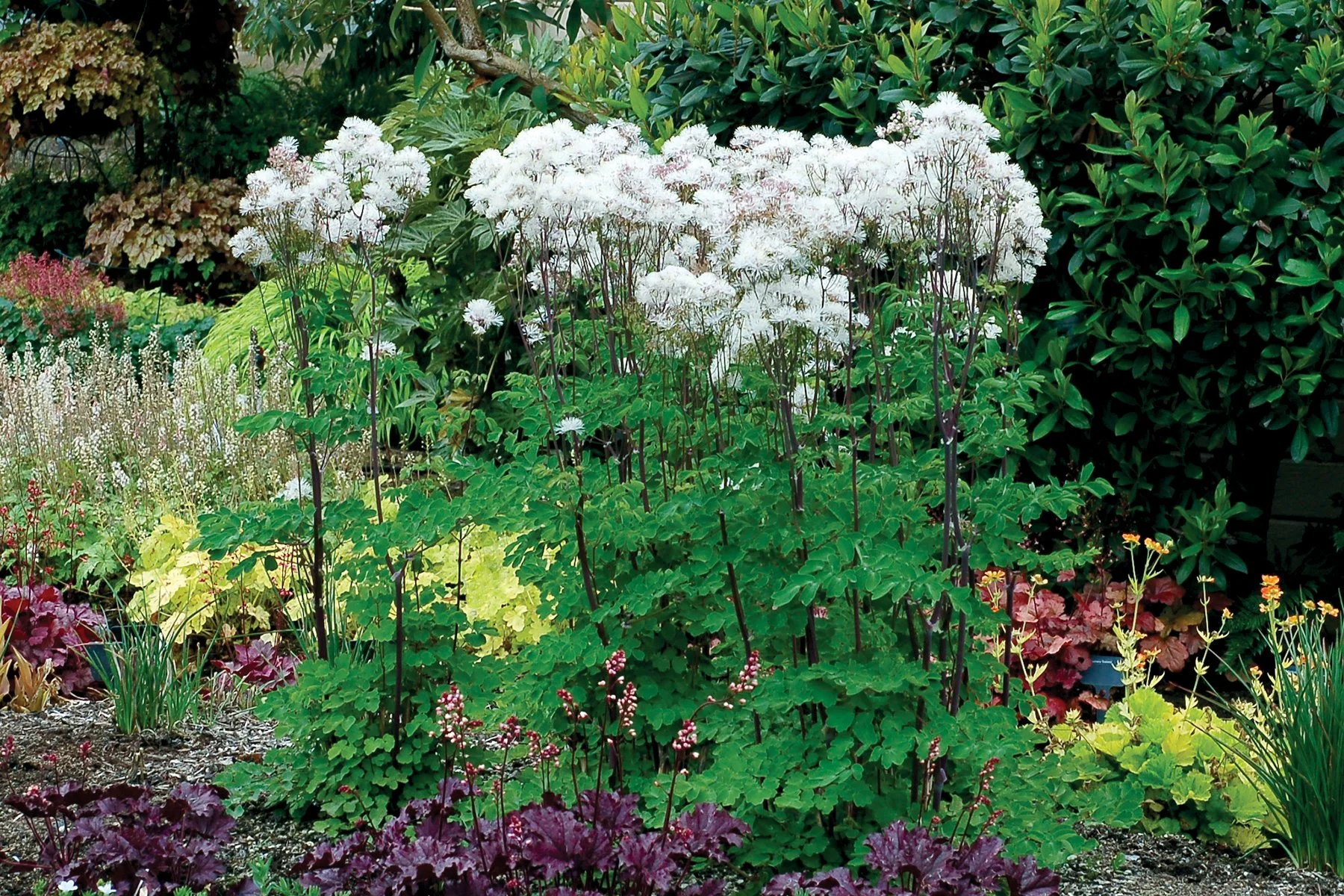 Thalictrum-Nimbus-White-3.jpg