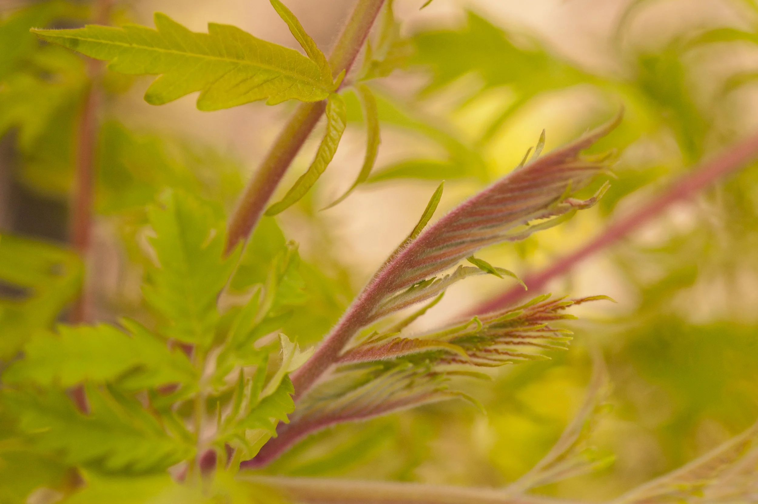 RhustFirstEditionsTigerEyesSumac-132-0721.jpg