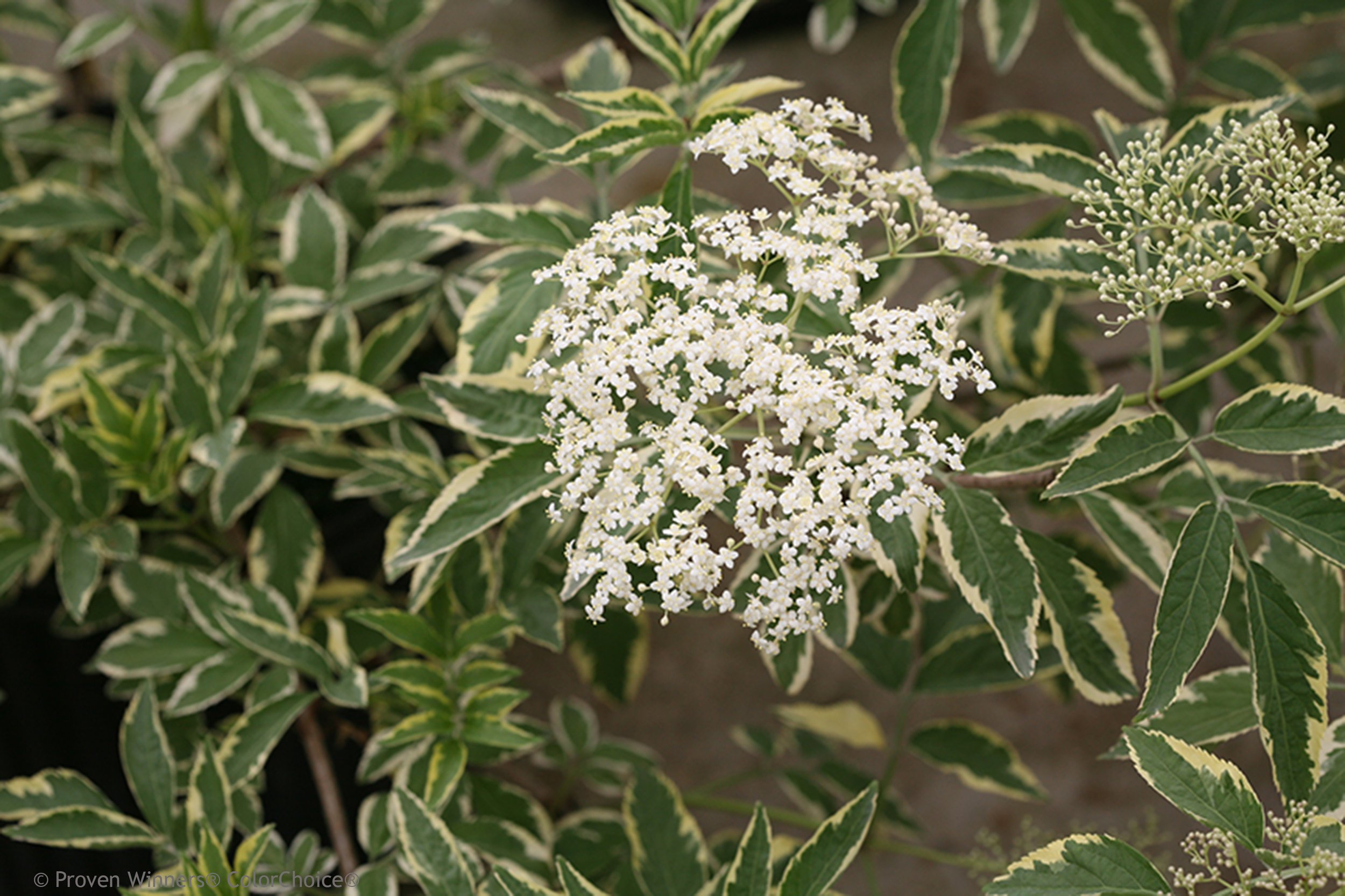 instant_karma_elderberry_sambucus_flower.jpg