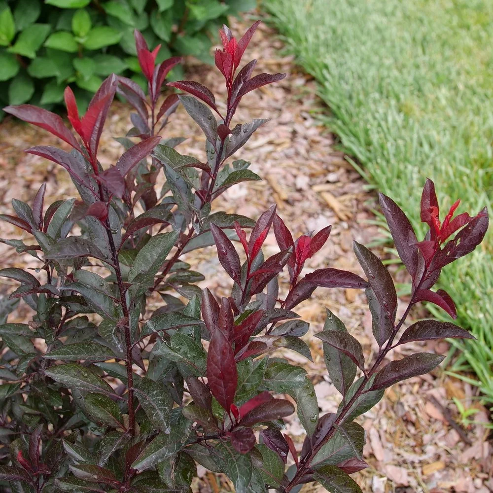 prunus-stay-classy-2.jpg