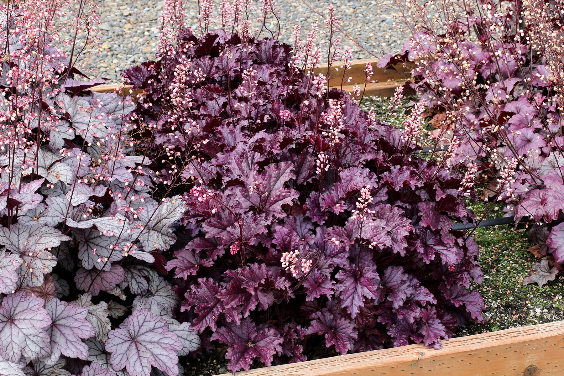 Heuchera-Forever-Purple-7.jpg