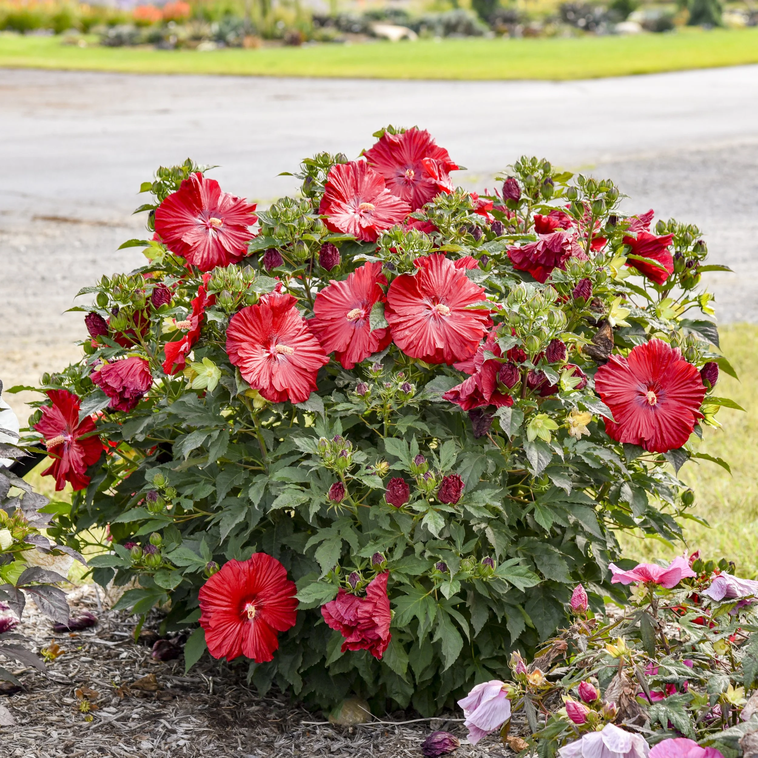 Hibiscus 'Garnet Globes' PP37369 CPBRAF 0001 high res.jpg